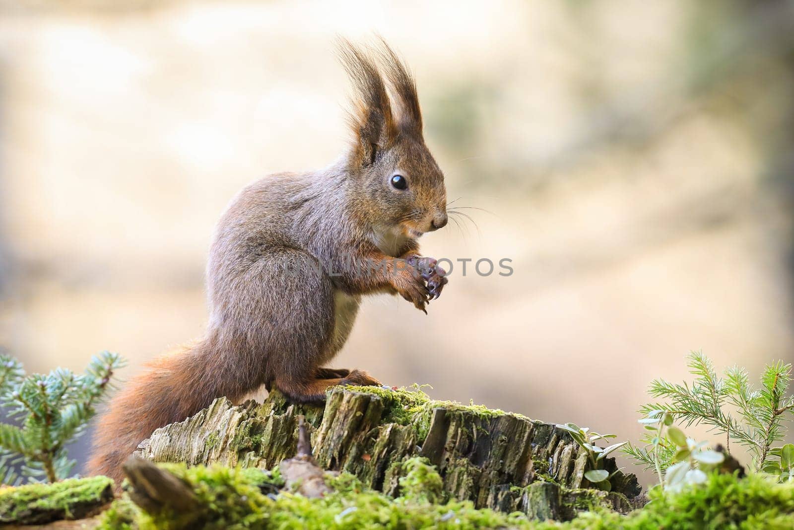 Cute red squirrel, sciurus vulgaris, sitting on a moss covered stump with folded hands. Gentle wild animal with long fur on ears resting in forest with copy space.