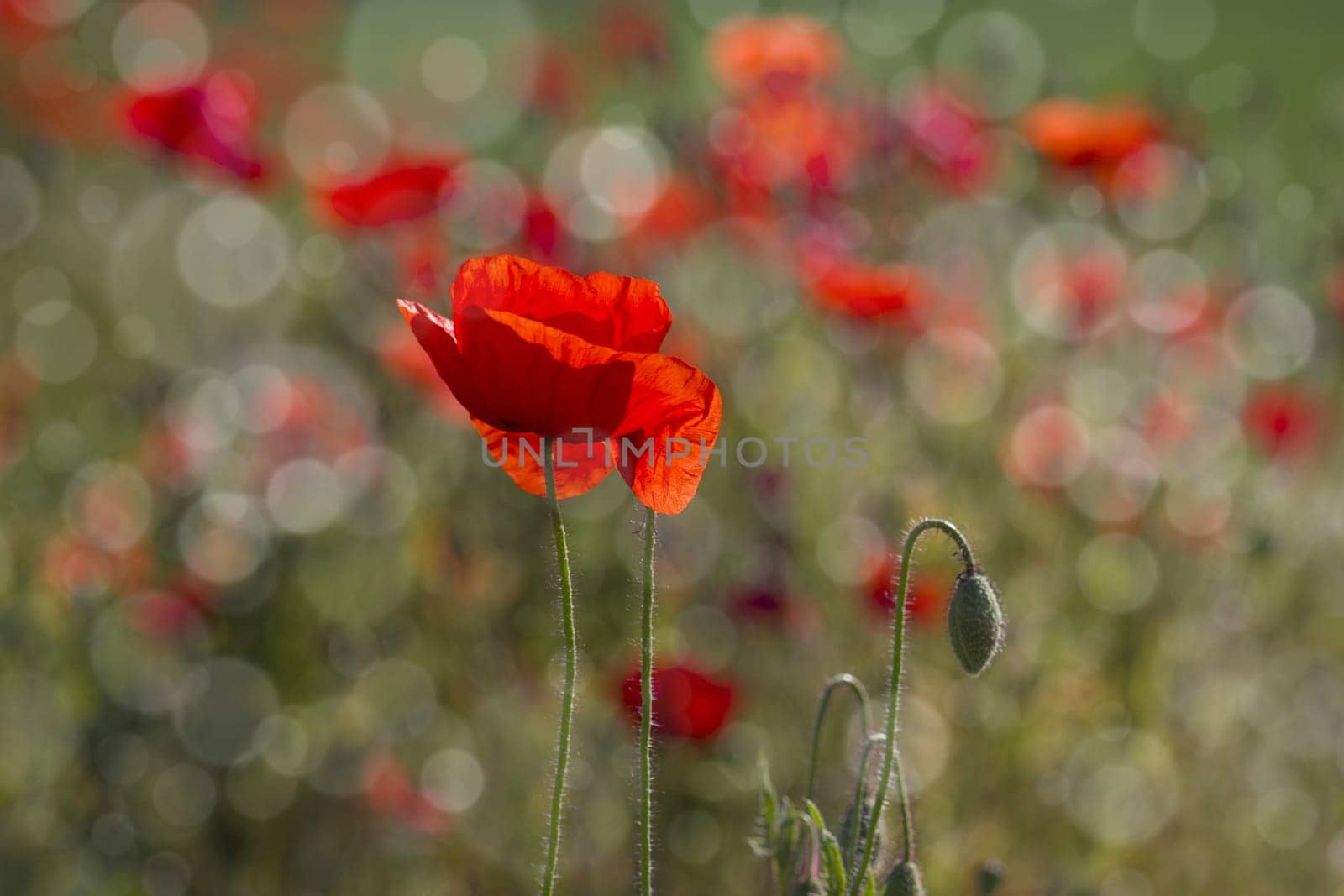 wild poppy flowers - background with bokeh