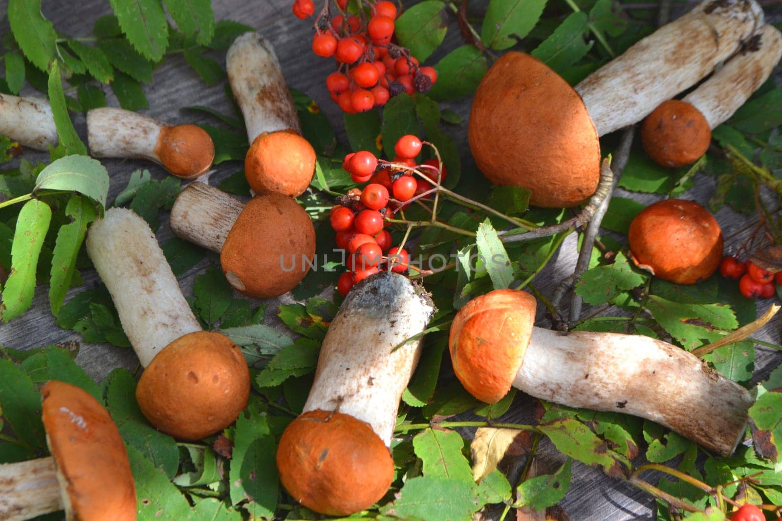 Autumn fall composition top view of edible mushrooms leccinum on rustic table. Flat lay