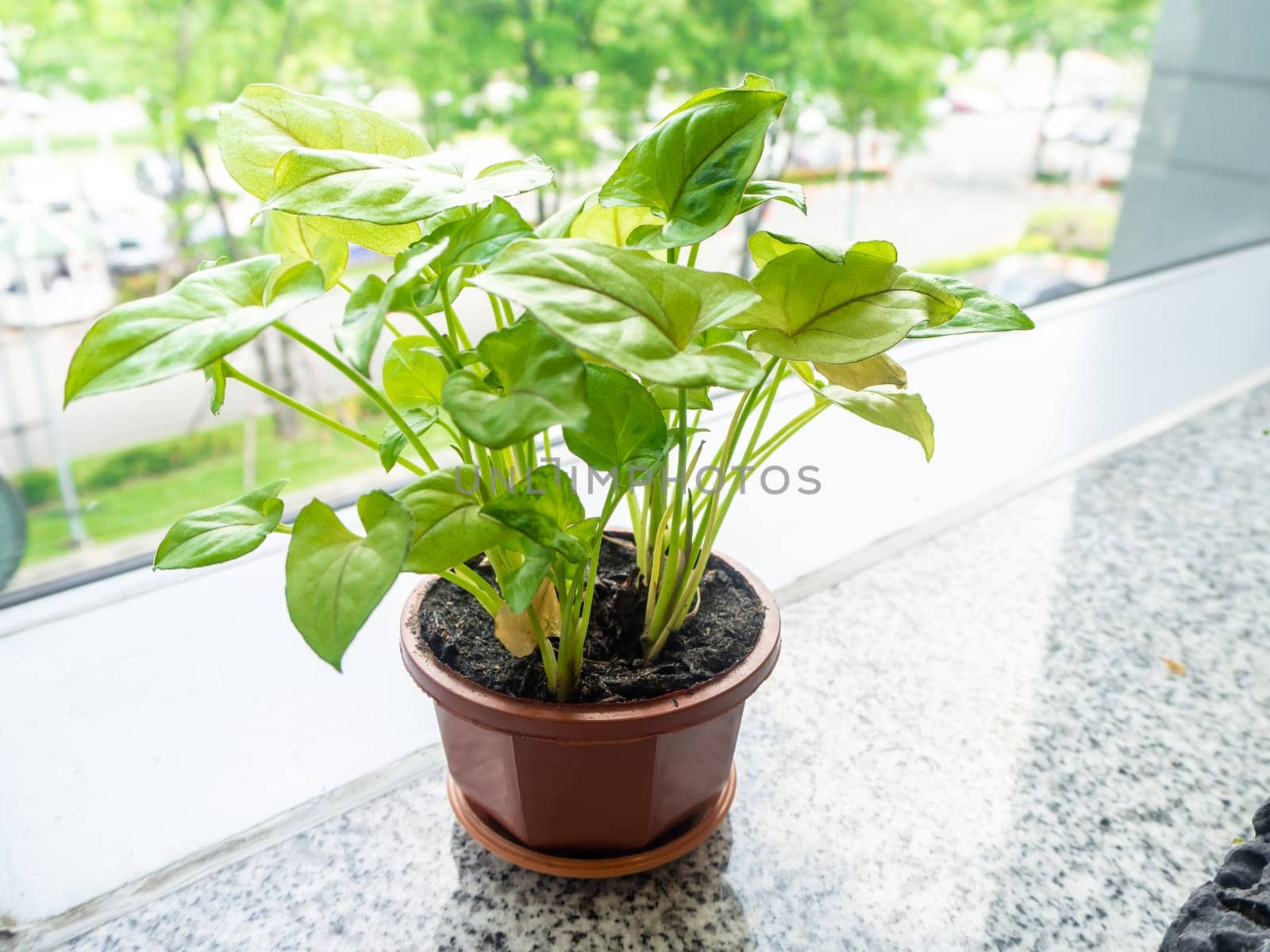 Small tree in a pot on modern building glass window
