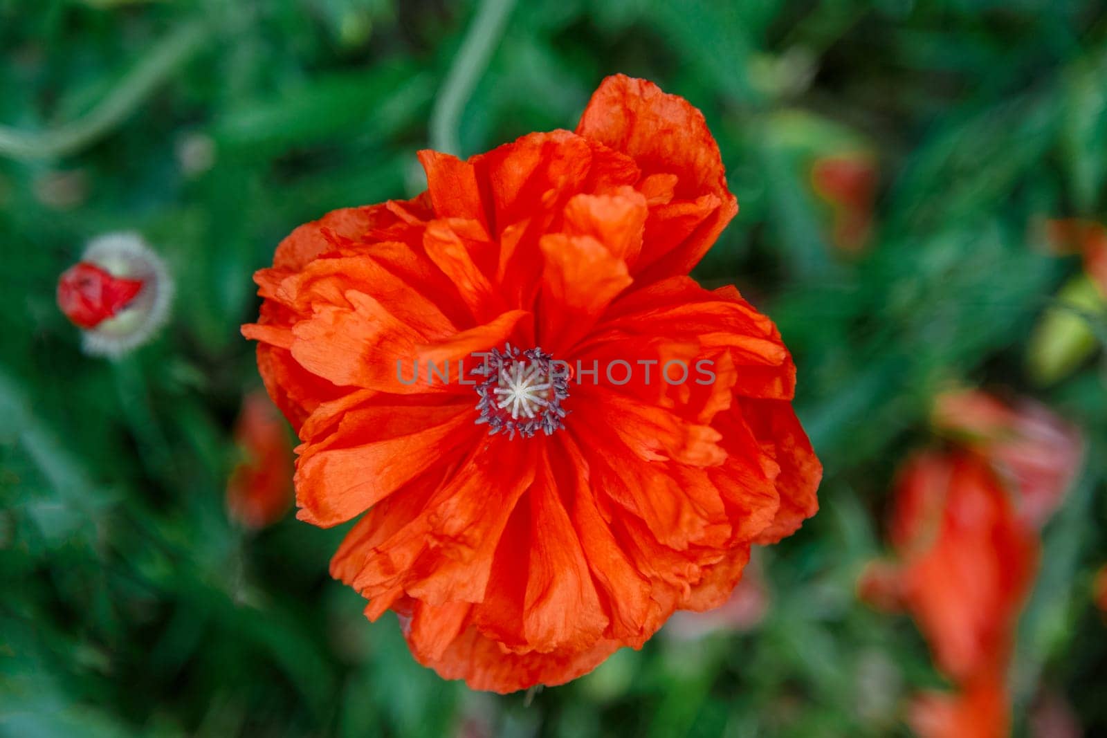Red poppy flowers in a flowerbed close-up, decorative grade