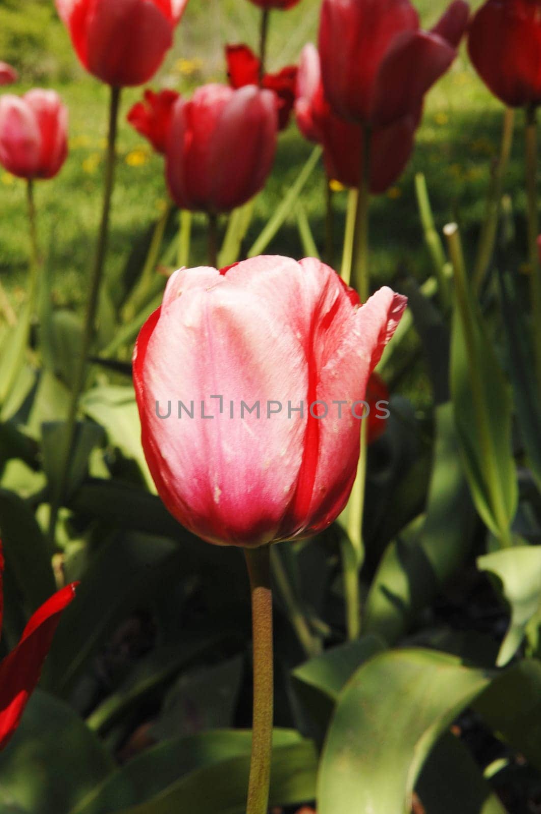 A close up image of a red tulip in a flower bed in the spring.