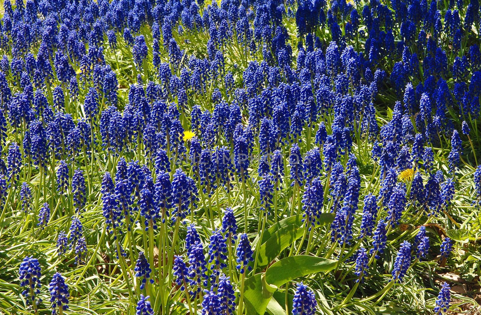 Blue flowers in a park in Hamilton, a close up in the spring.