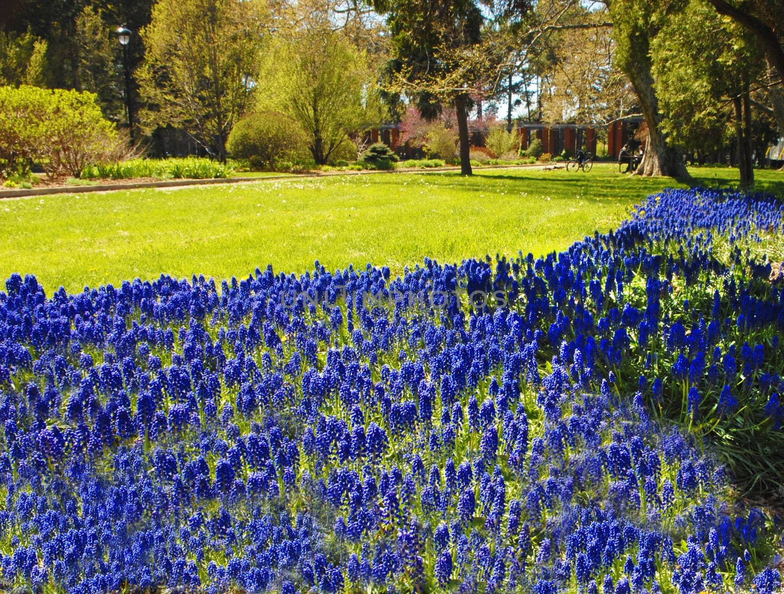 A big flower bed in a park in Hamilton in thr spring.