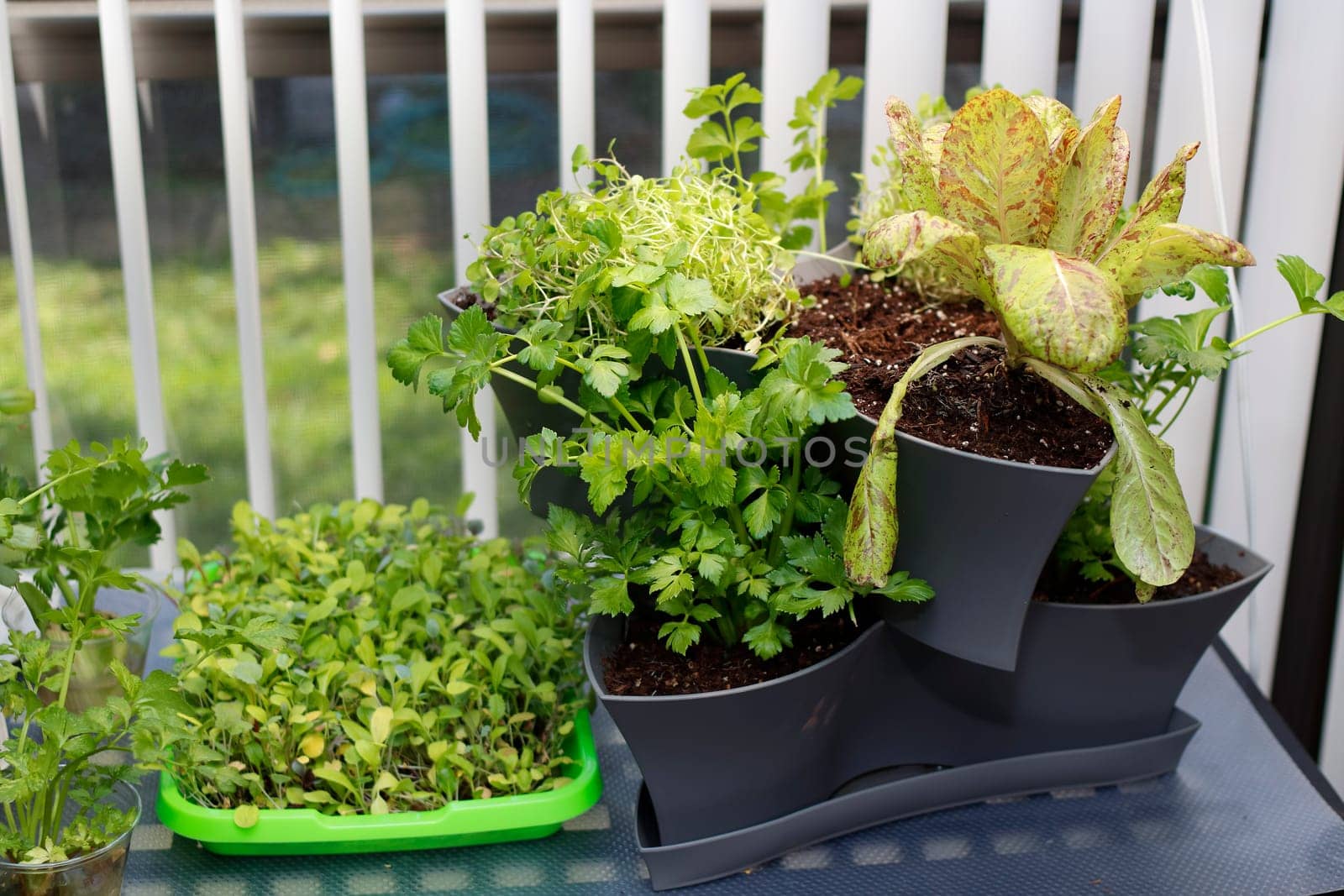 Spring season beginner gardener starting food growing with lettuce variety seedlings vegetables under grow lights. Food planted inside in various growing pots under grow lights in a southern window.