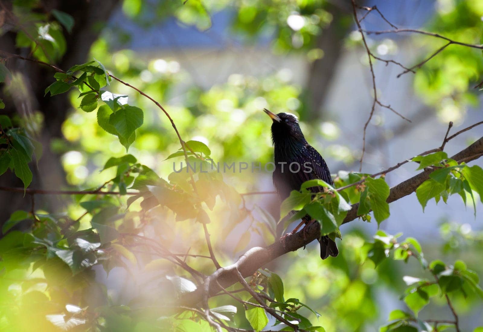 Common starling. A bird among the branches of a tree in spring in breeding plumage. Sturnus vulgaris.