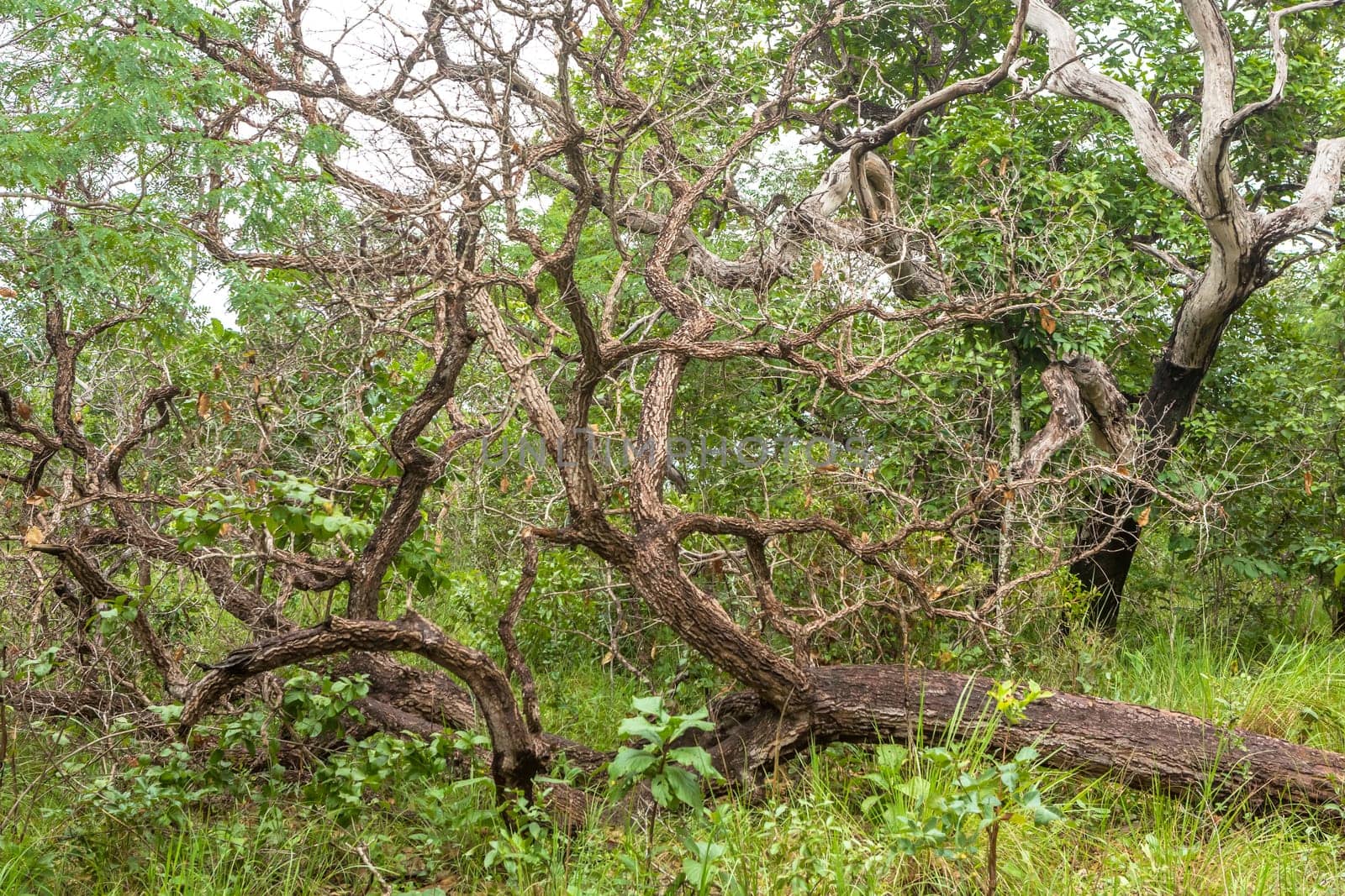 Chapada das Mesas in Maranhão Brazil.