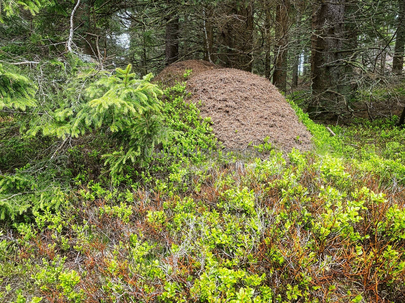 Anthill coniferous forest, woodland with animals in the wild