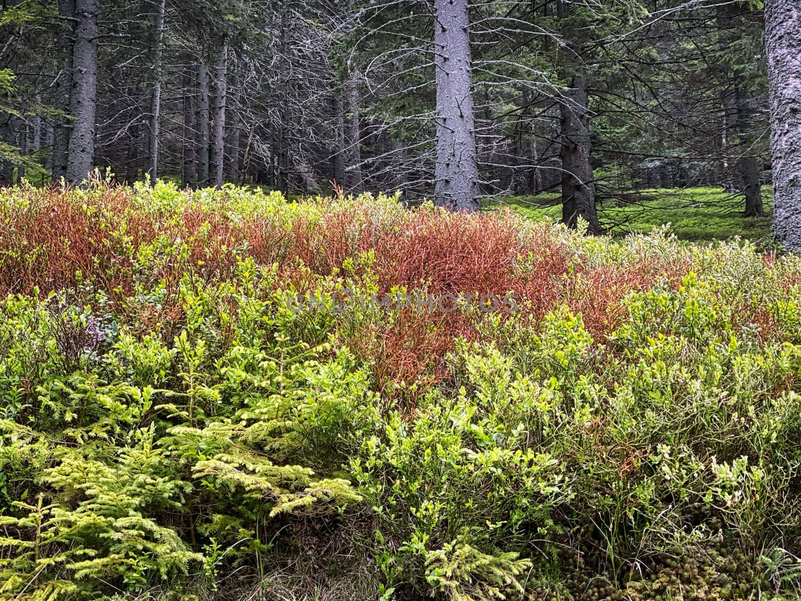 Coniferous Forest, beautiful landscape with tree and plants