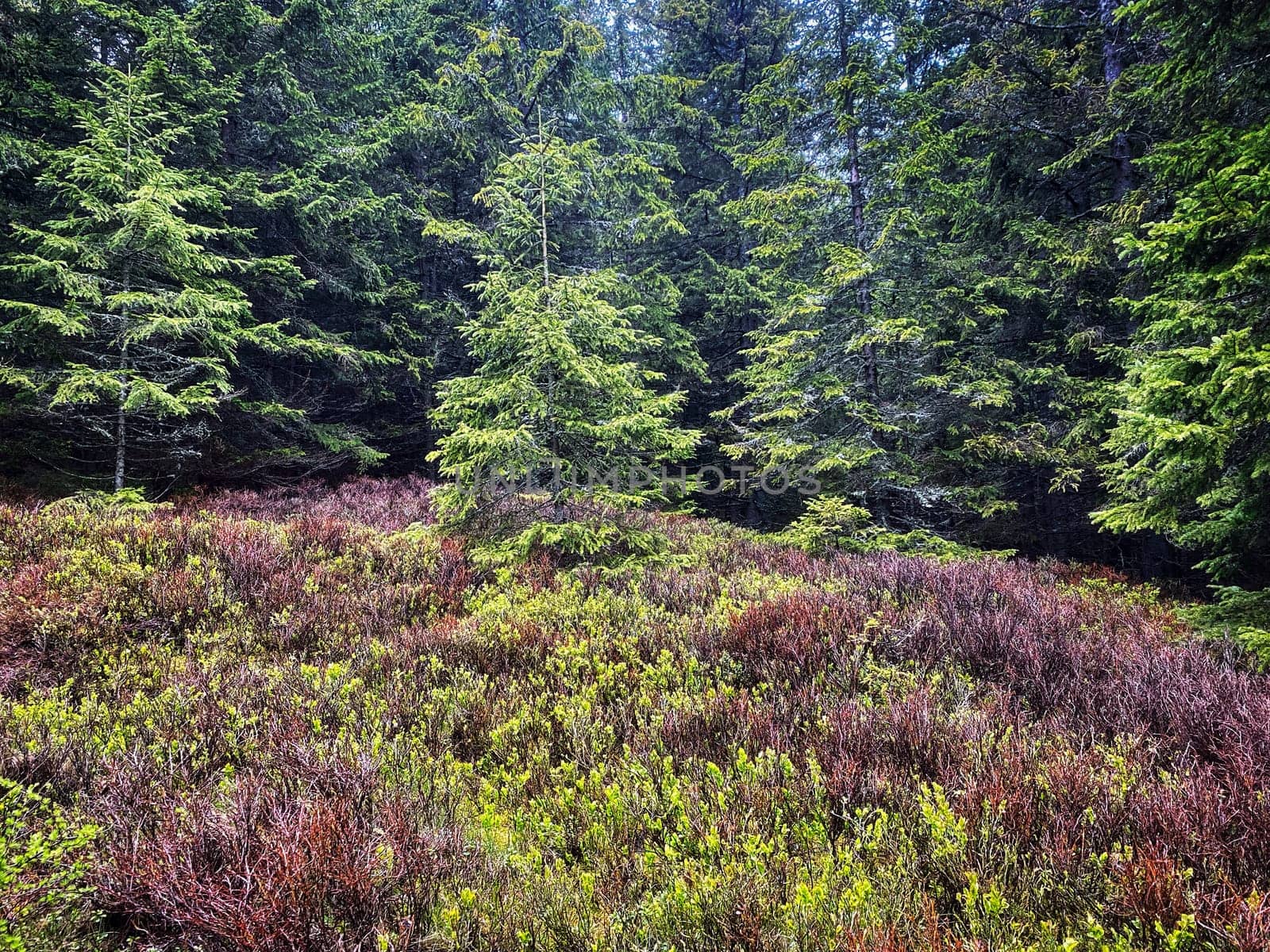 Coniferous Forest, beautiful landscape with tree and plants
