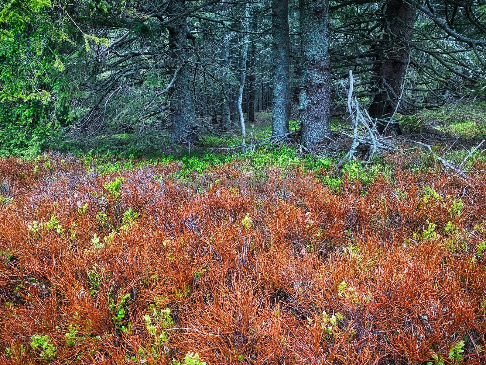 Coniferous Forest, beautiful landscape with tree and plants