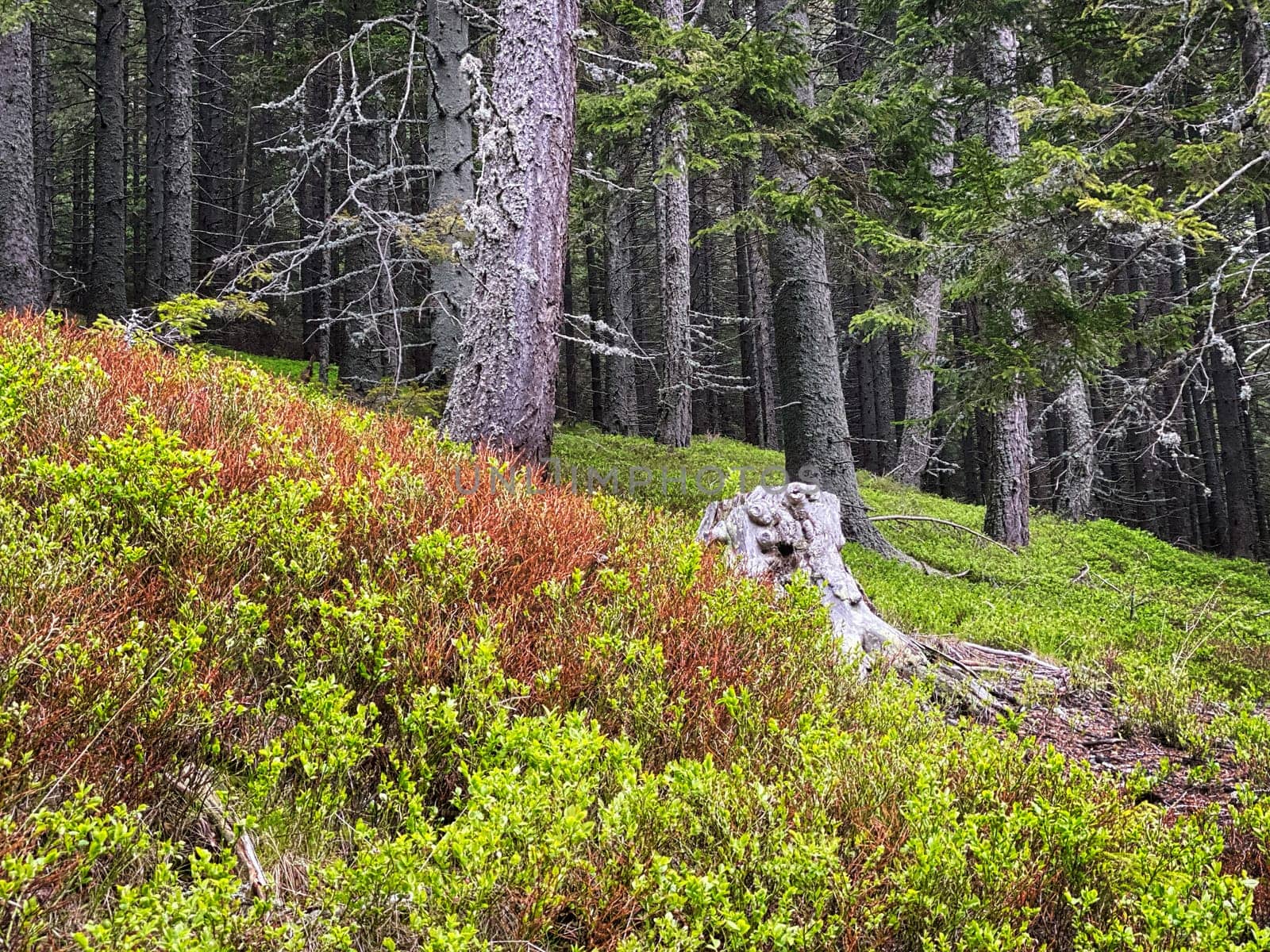 Coniferous Forest, beautiful landscape with tree and plants