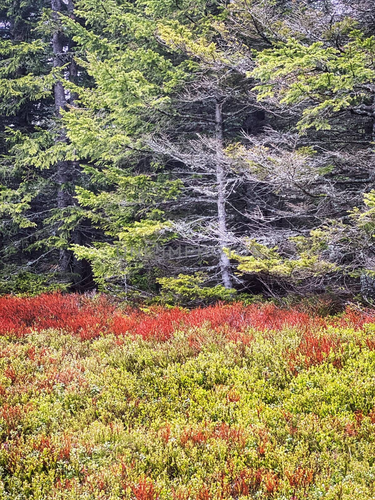 Coniferous Forest, beautiful landscape with tree and plants