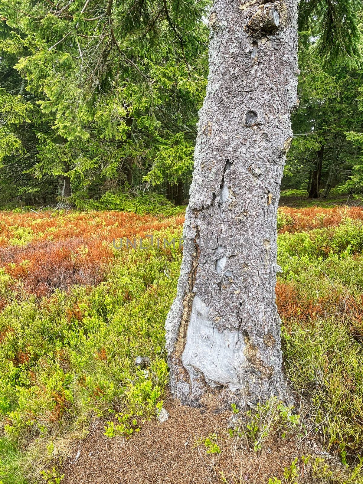 Coniferous Forest, beautiful landscape with tree and plants