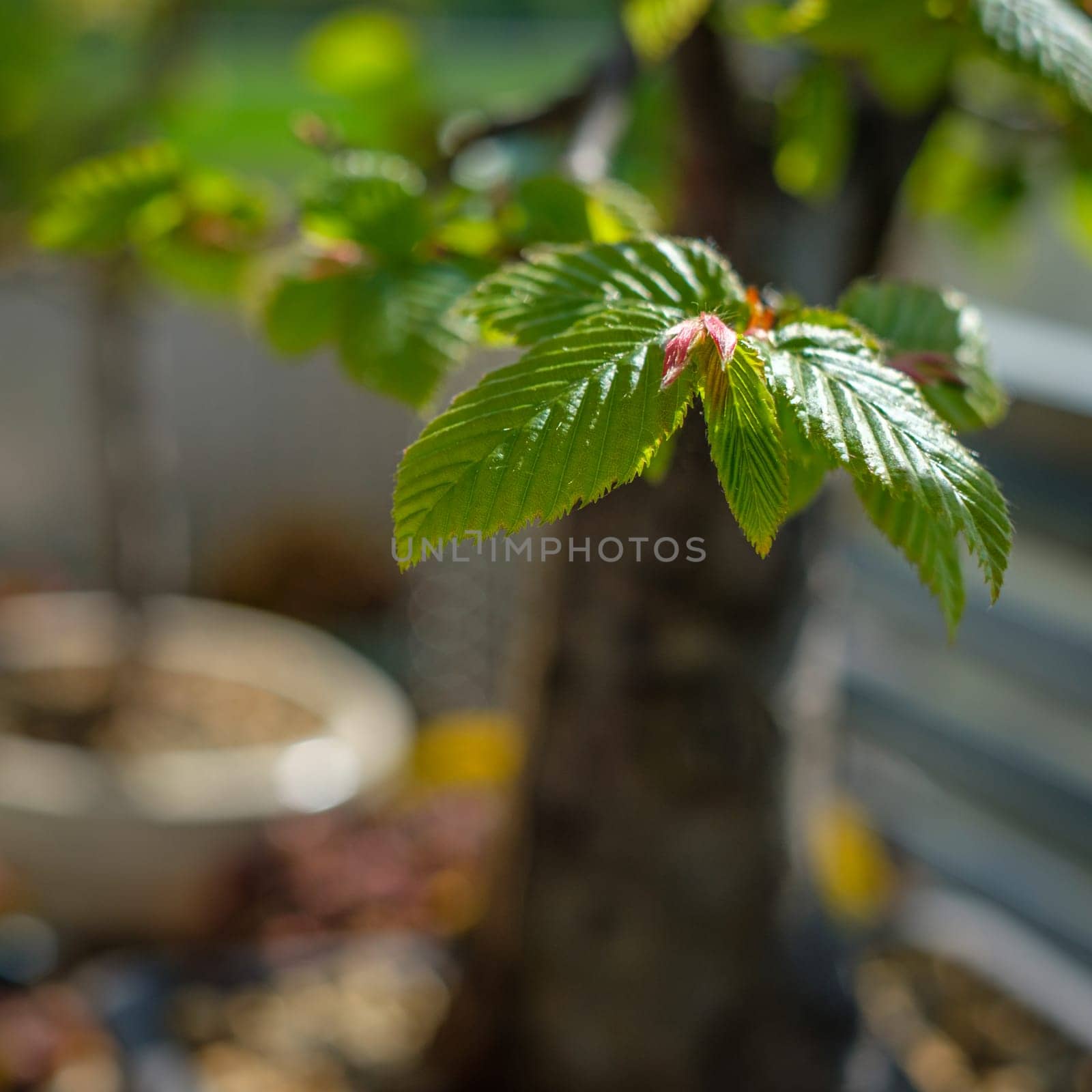 Leaves and branch of hornbeam bonsai tree close-up