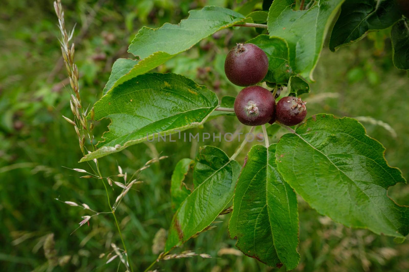 Apples at a twig tree close-up