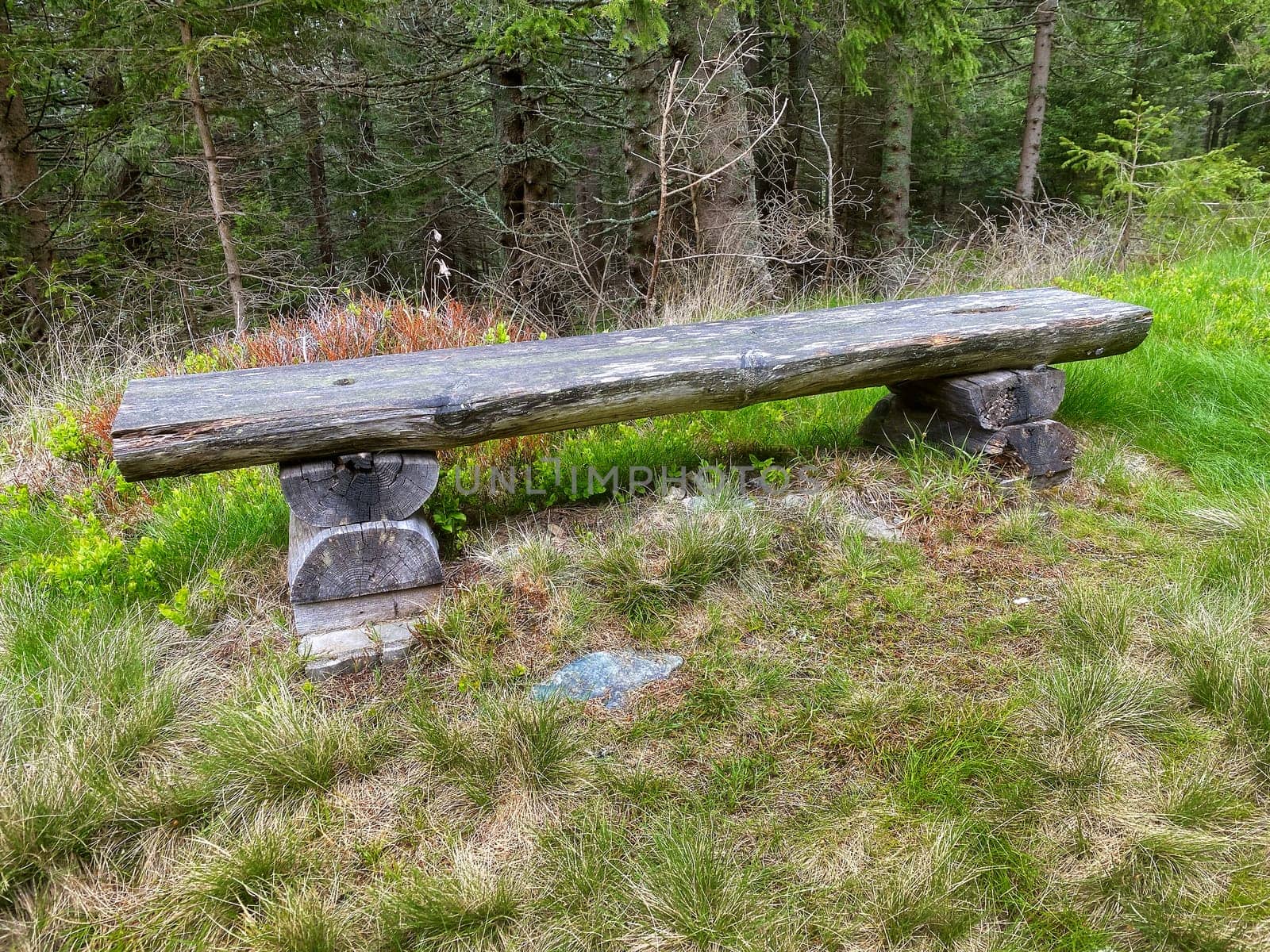 Wooden bench in the forest, resting place during the excursion