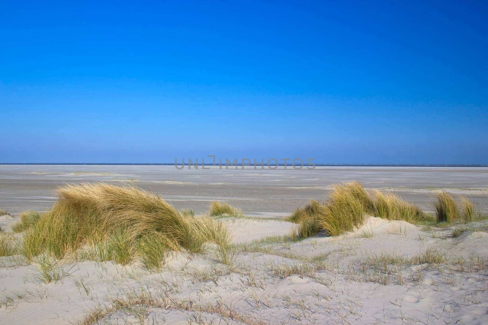 the dunes, Renesse, Zeeland, the Netherlands