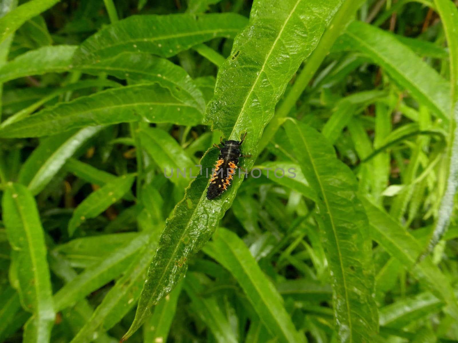 larva of a lady beetle on a willow leaf