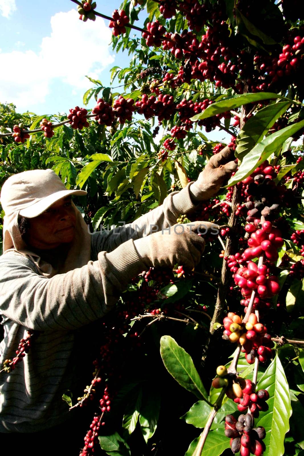 itabela, bahia / brazil -  Abril 23, 2010: rural worker is seen during coffee fruit harvest on a farm in the city of Itabela.