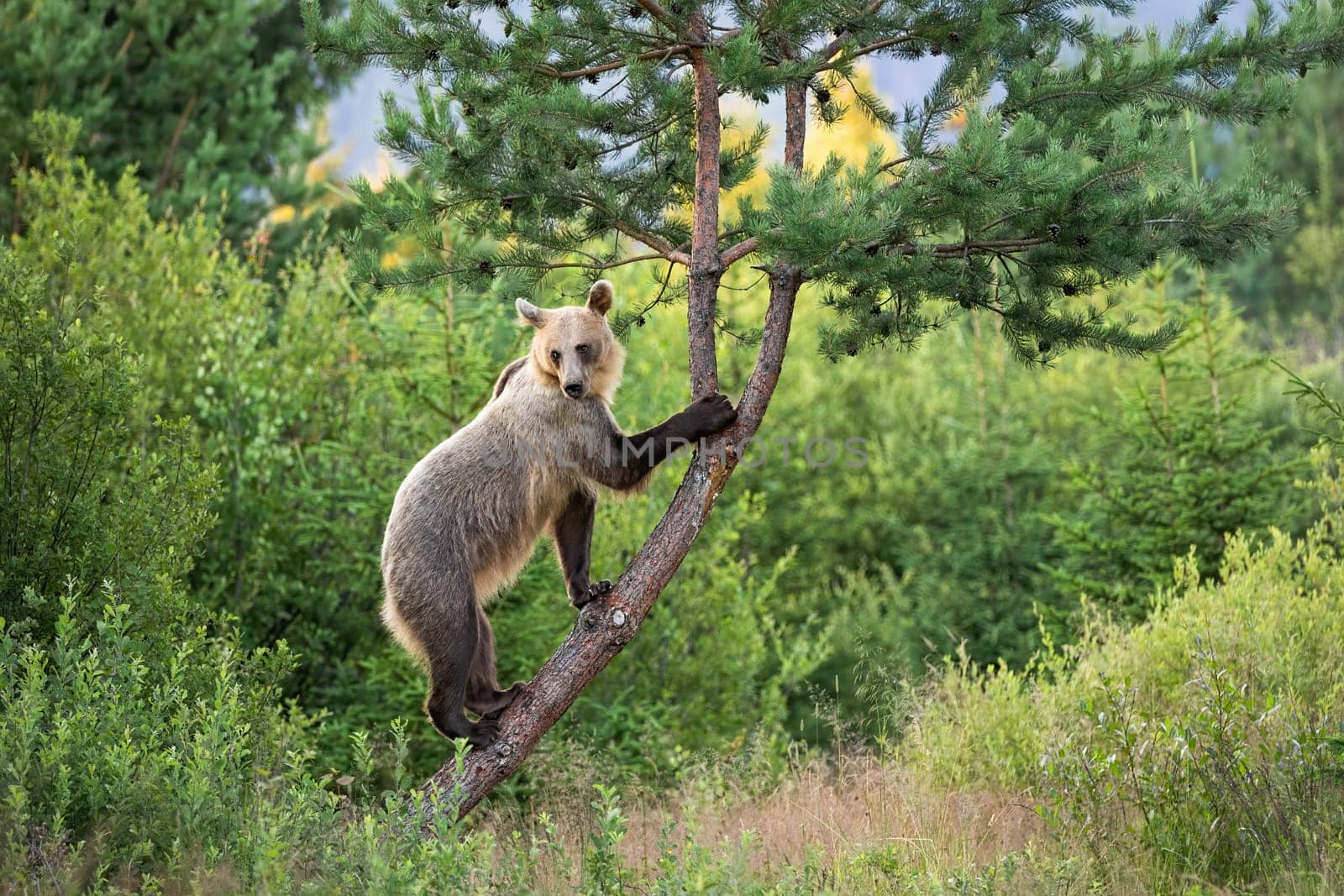 Agile brown bear, ursus arctos, female with bright fur climbing a pine tree in summer nature. Vital mammal grasping trunk with claws and rising from side view with copy space.