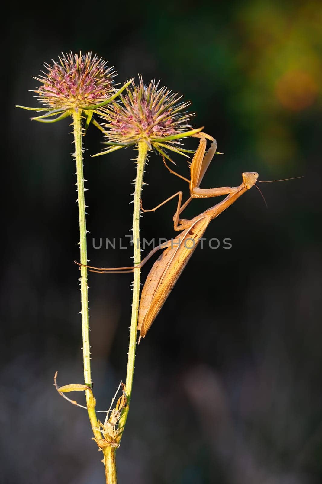 Creepy-looking brown european mantis, mantis religiosa, holding on blooming thistle in summer nature. Funny insect with long legs and small head in vertical composition on a meadow.