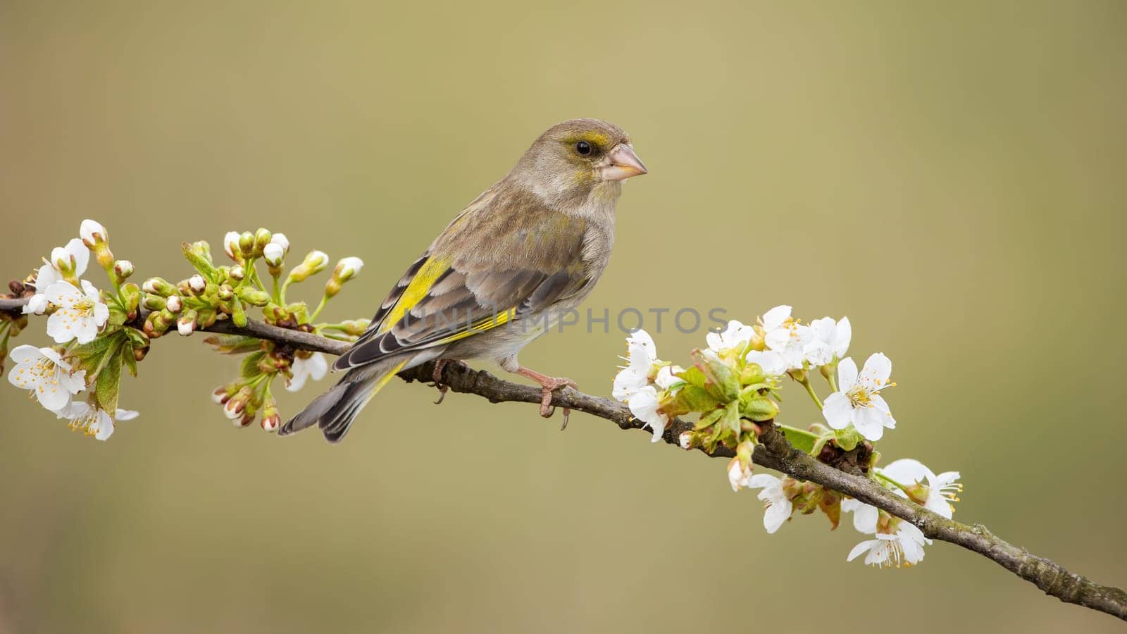 Alert european greenfinch, chloris chloris, female sitting on branch with blooming white flowers. Rear view of attentive passerine bird perched on a twig with copy space.