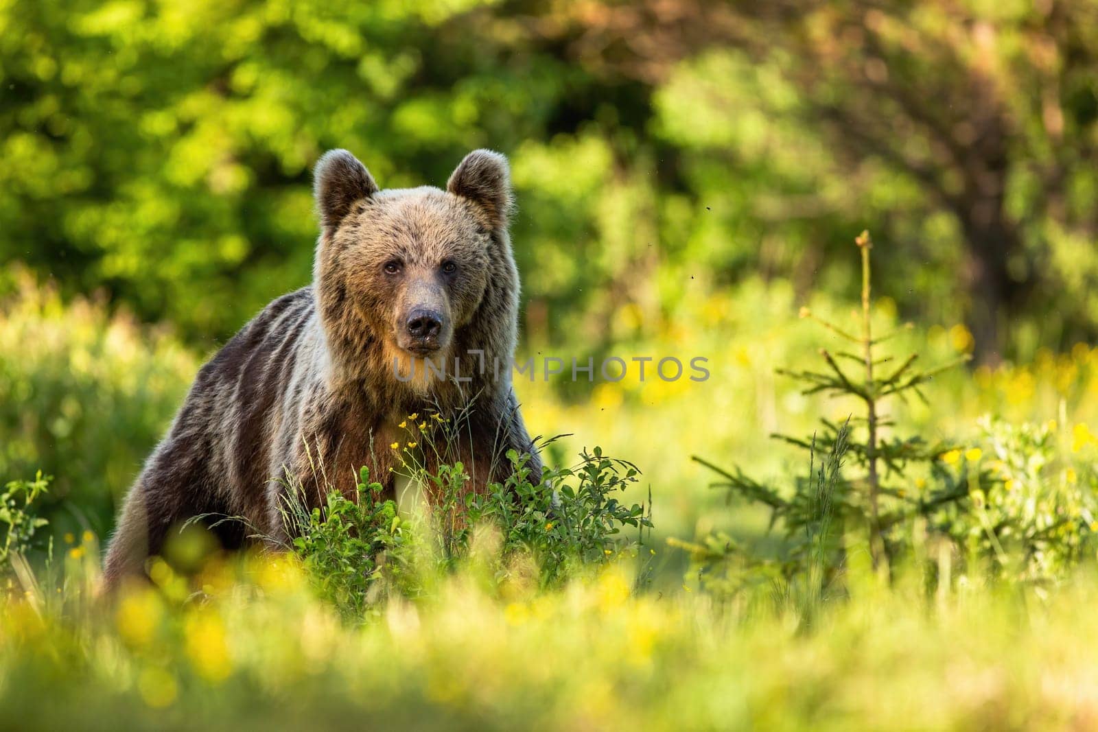 Old brown bear, ursus arctos, on glade with tall green grass and spruce tree at sunset in summer. Wild animal in Carpathian mountains sunlit in the evening.