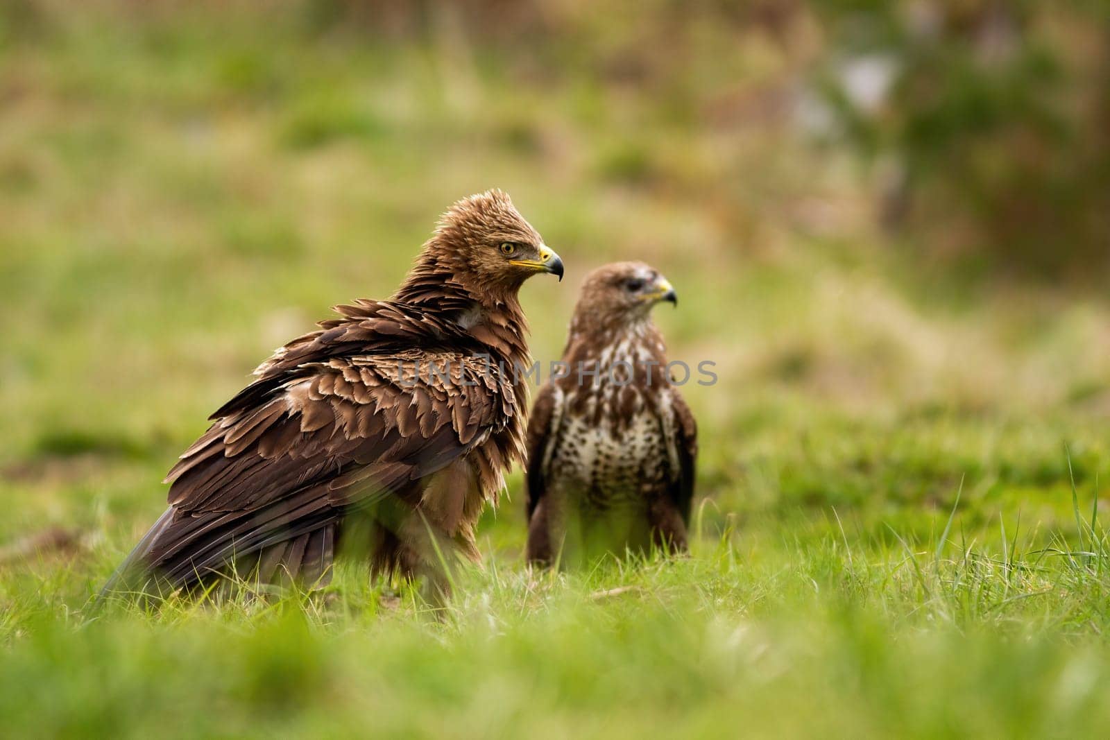 lesser spotted eagle, clanga pomarina, and common buzzard, buteo buteo, sitting on the ground in summer. Two species of bird of prey on meadow with green grass from low angle.