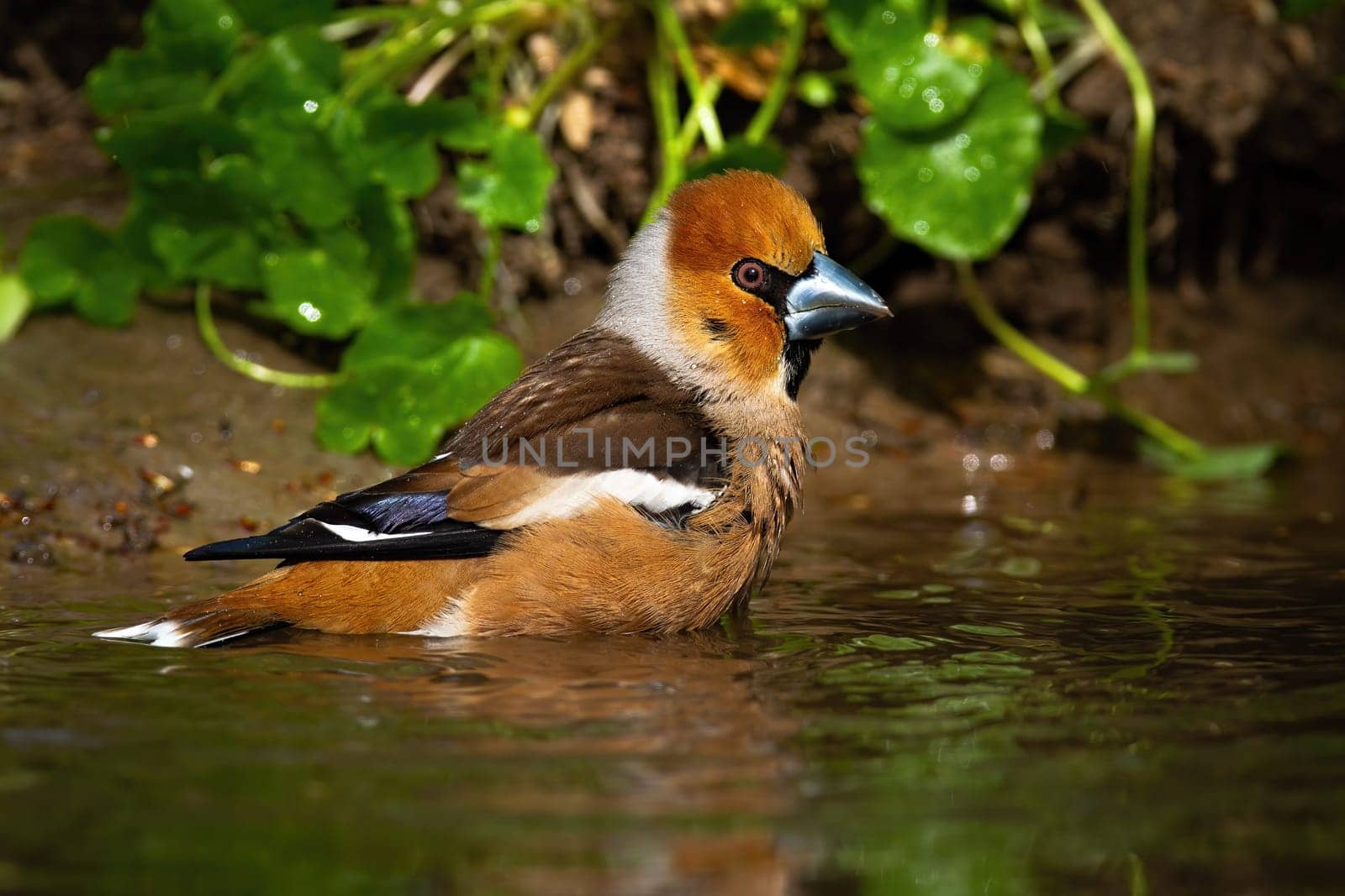 male hawfinch, coccothraustes coccothraustes, cleaning wet feathers in shallow pond in summer nature. Wild bird in water with waves washingf from low angle.