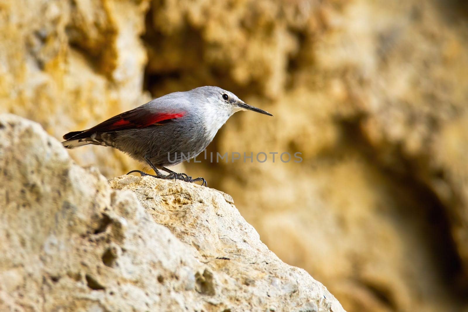 Interested wallcreeper, tichodroma muraria, sitting on rocky ridge in mountainside with blurred background and copy space. Alert bird with long beak on steep hillside with stones.