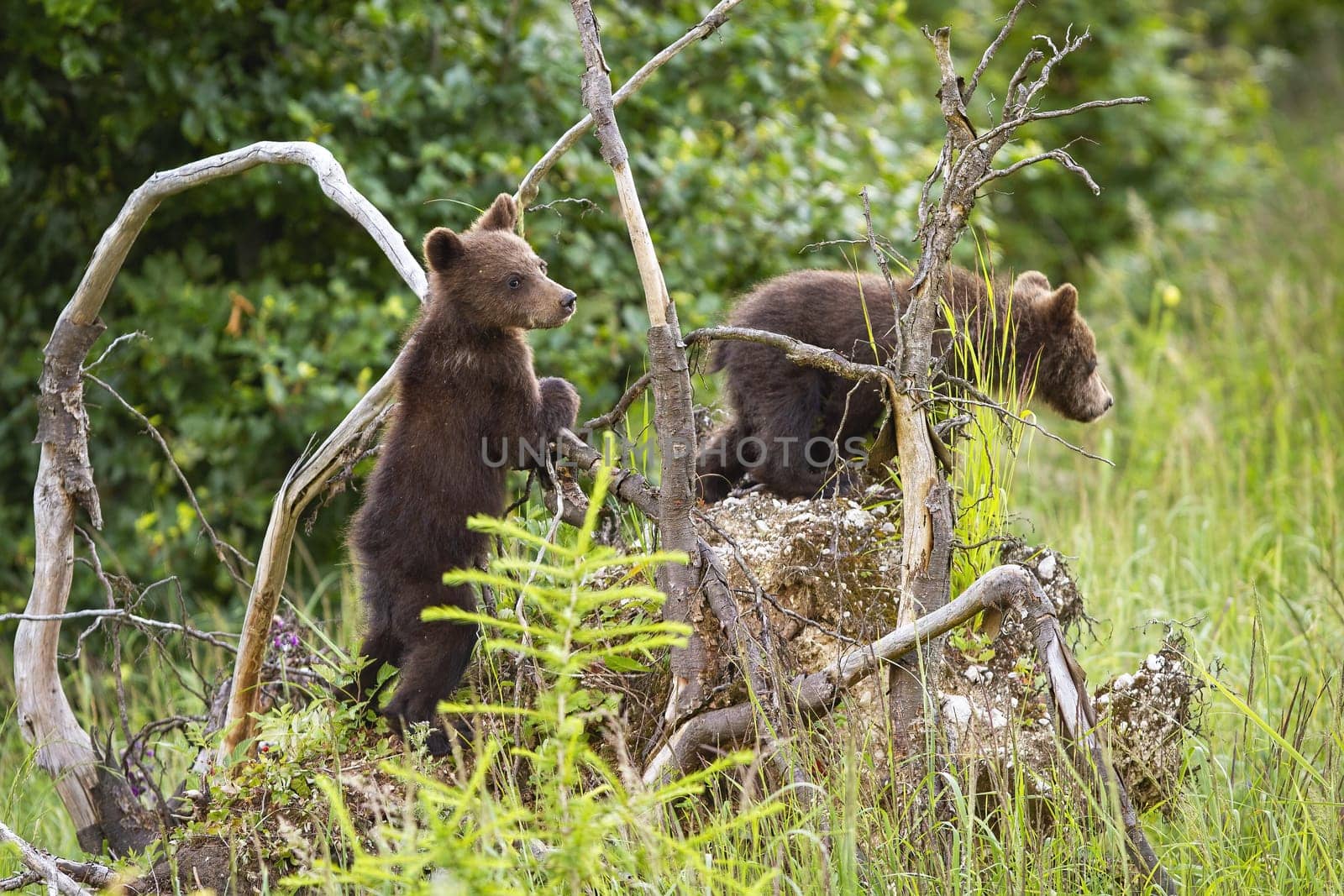 Two brown bear, ursus arctos, cubs climbing uprooted tree in forest. Playful young wild animals standing on roots in summer nature from rear view. Baby mammals in wilderness.