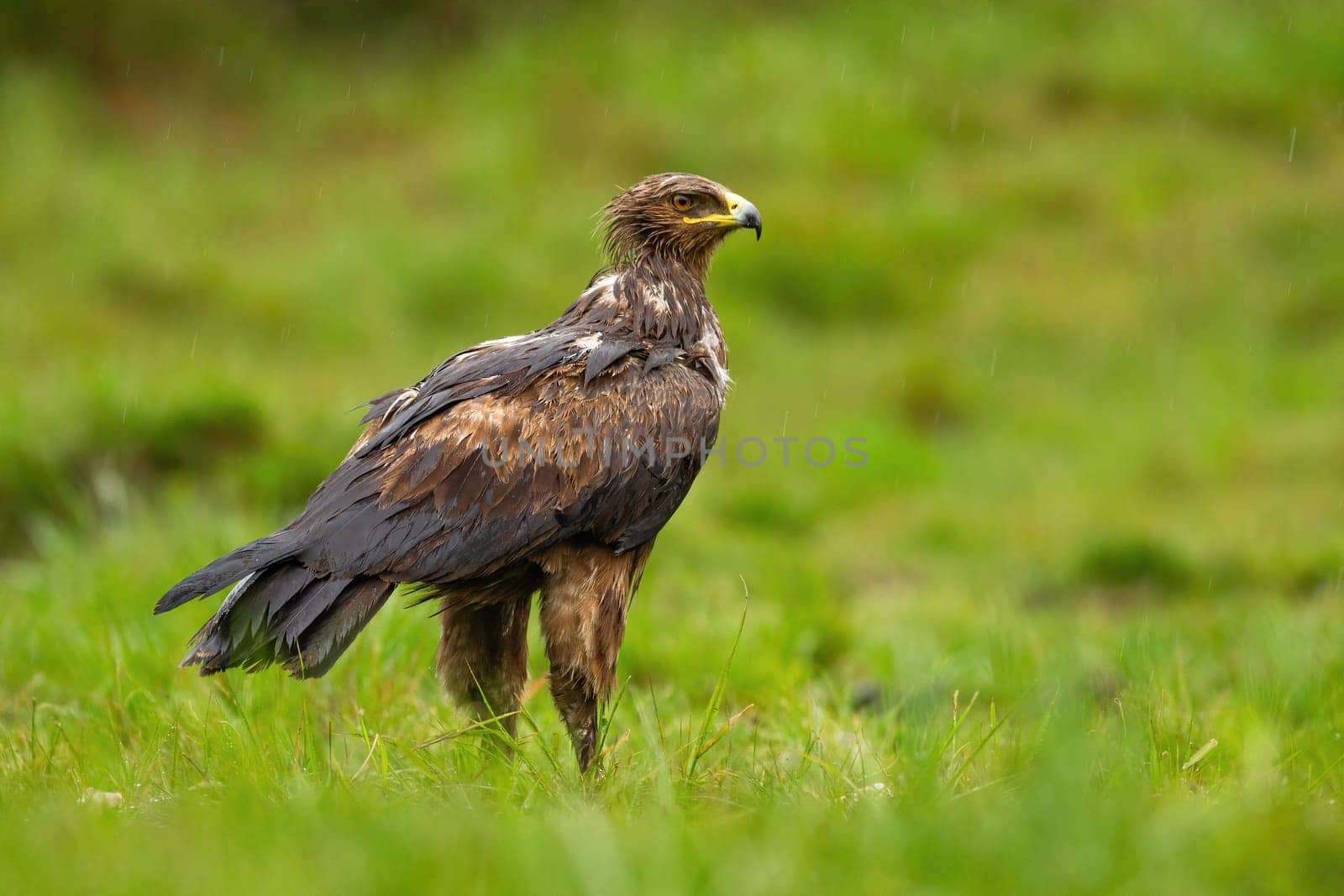 Wet lesser spotted eagle, clanga pomarina, observing in rain from rear view. Animal wildlife during storm in summer nature. Wild bird sitting on glade with green grass.
