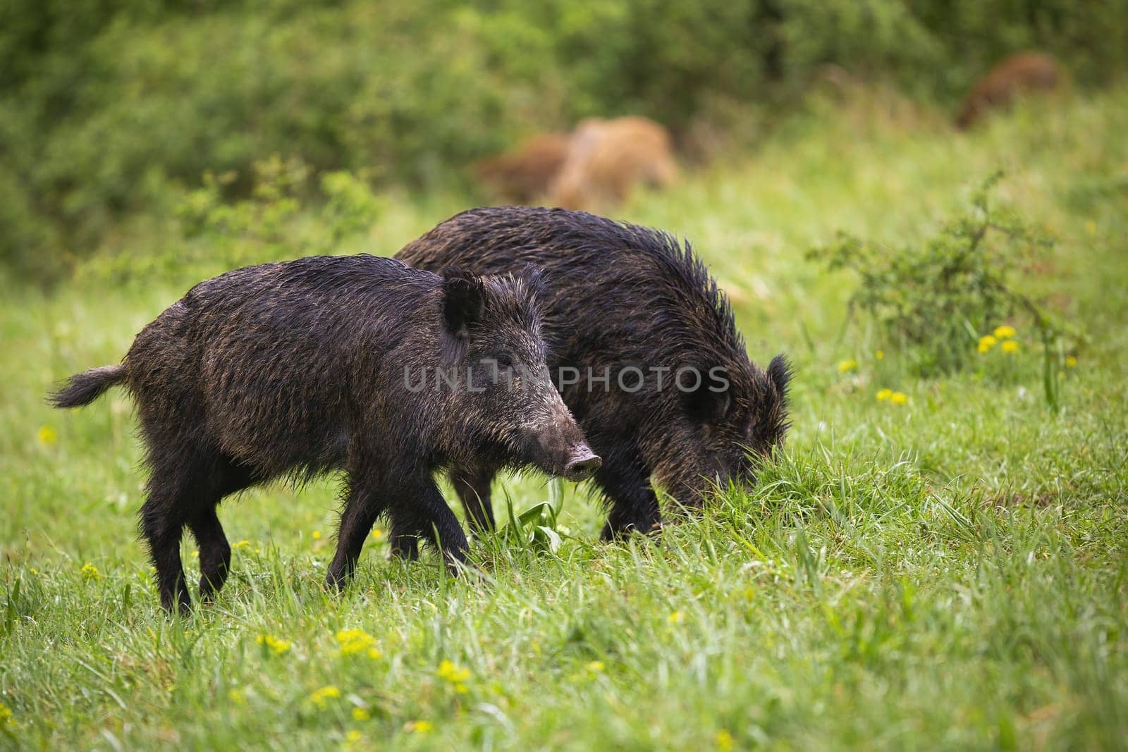 Wet wild boars, sus scrofa, feeding on green meadow in summer nature. Numerous group of wild animals grazing green grass on glade after rain. Omnivore mammals in wilderness.