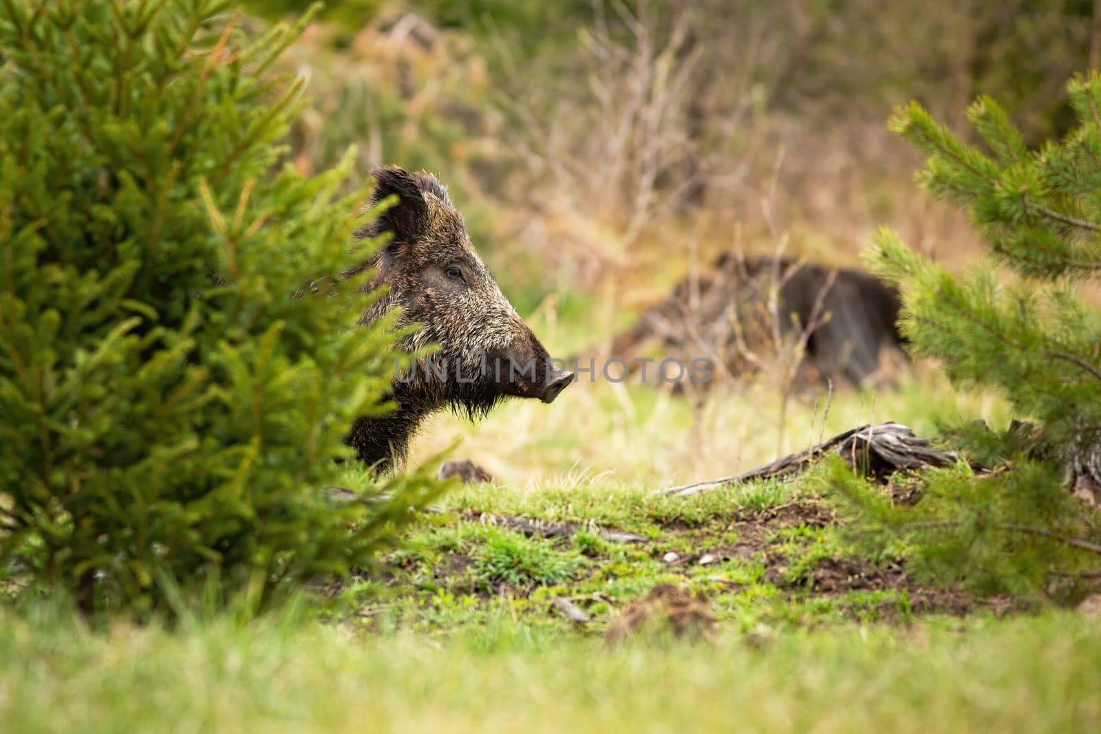 Black wild boar, sus scrofa, waiting behind the small in the forest. Fierce hog peeping out from behind the tree. Curious sow grazing on the spring clearing. Dangerous but shy animal showing its head.