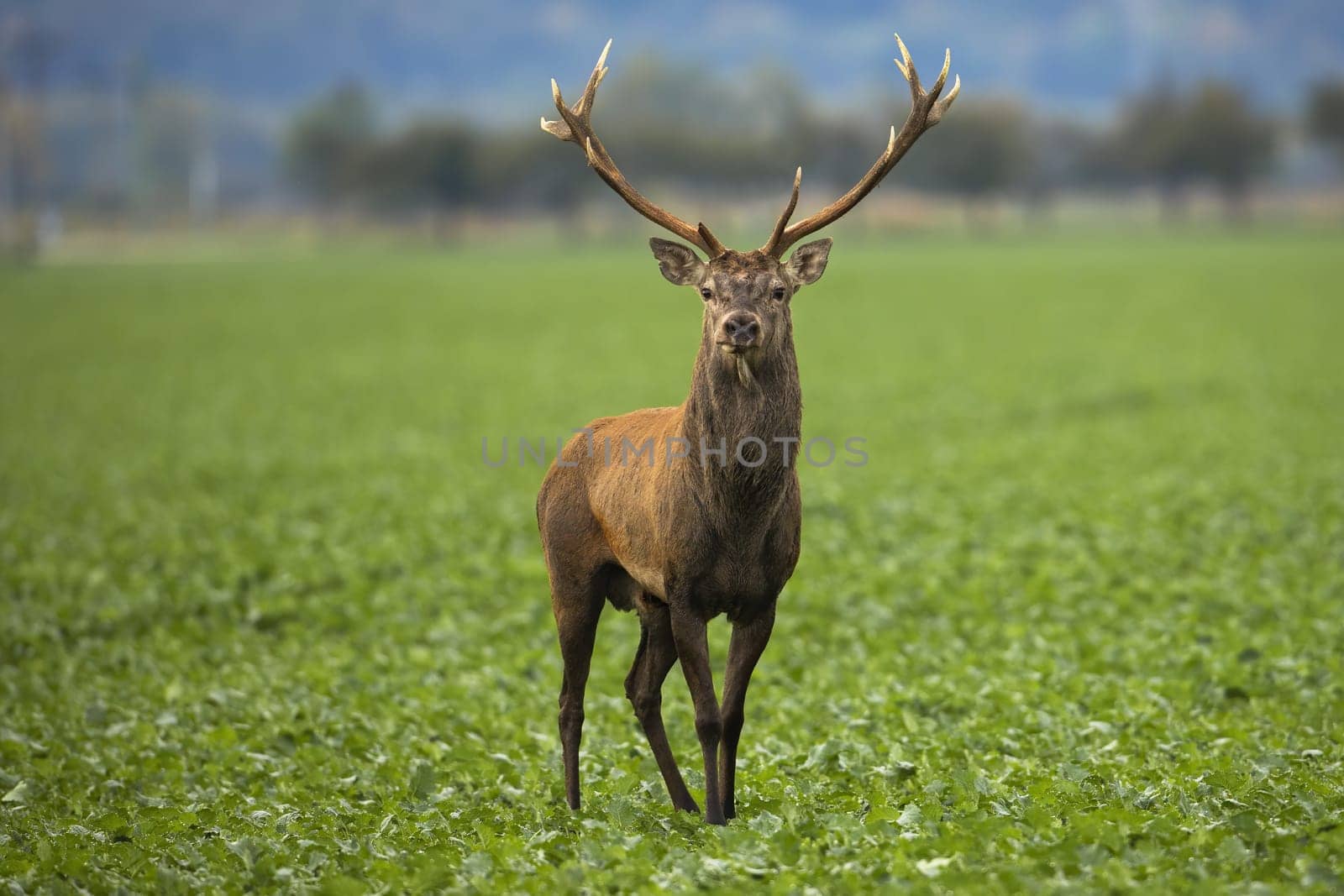 Surprised red deer, cervus elaphus, stag standing on green agricultural field and facing camera in autumn. Alert male mammals with antlers looking in nature from low angle view with blurred background