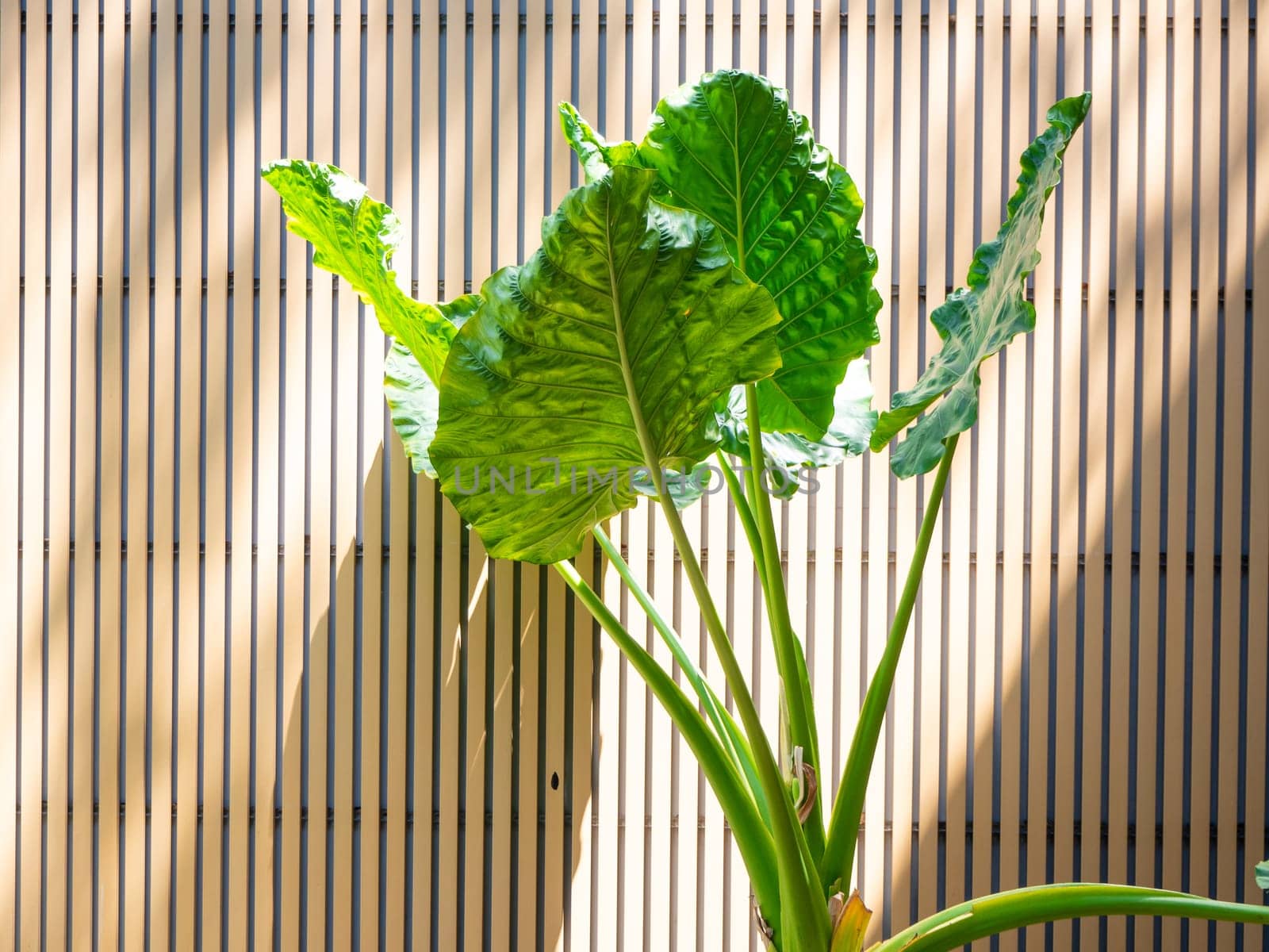 the plant leaves and shadows on a modern wood wall