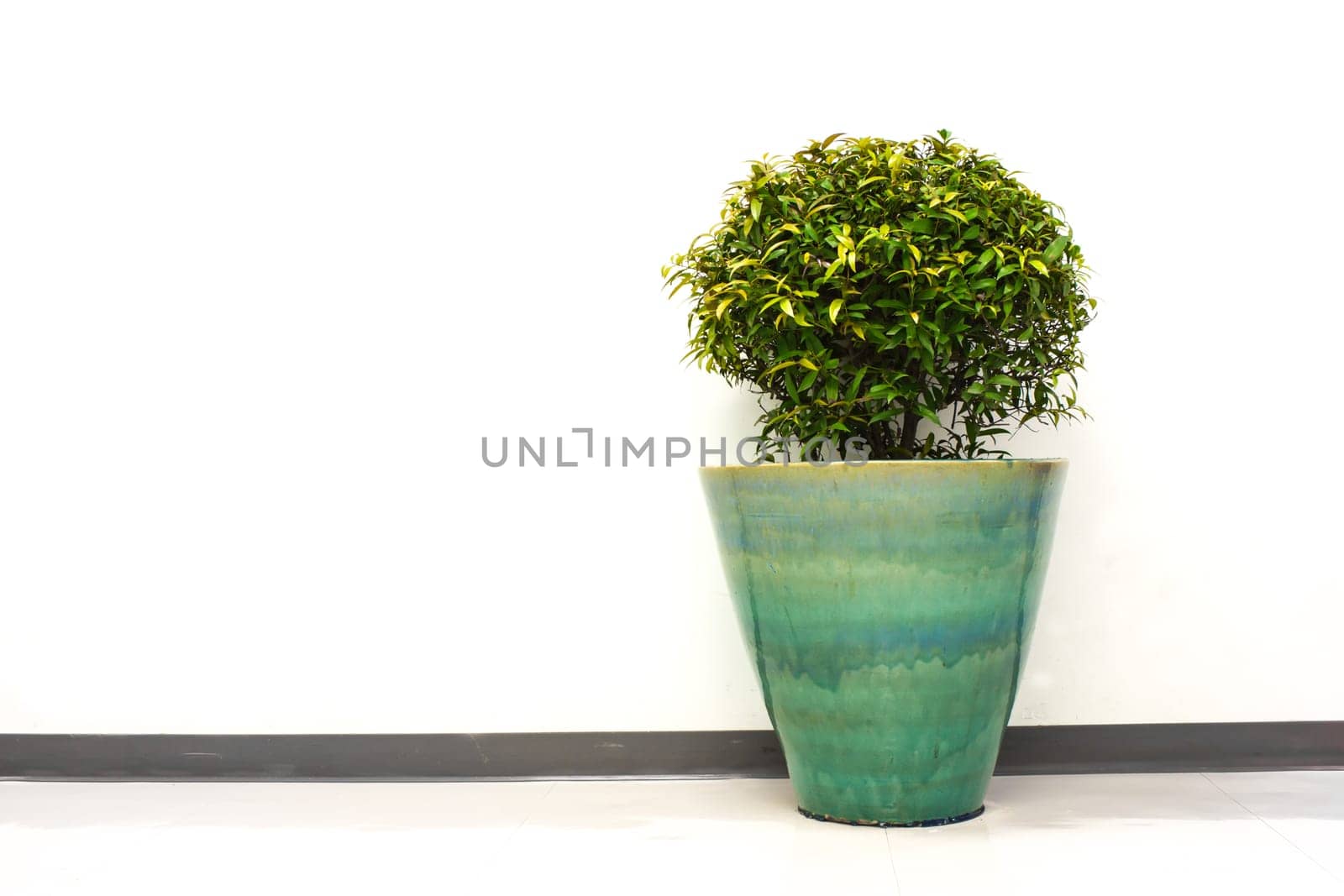 plant decoration in office building