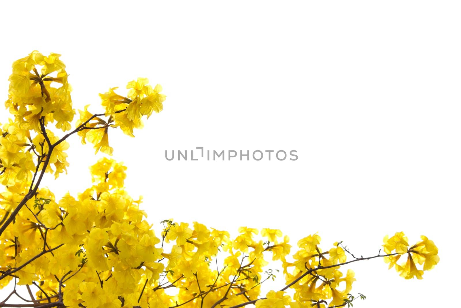 big branch plant with round fluffy yellow flowers