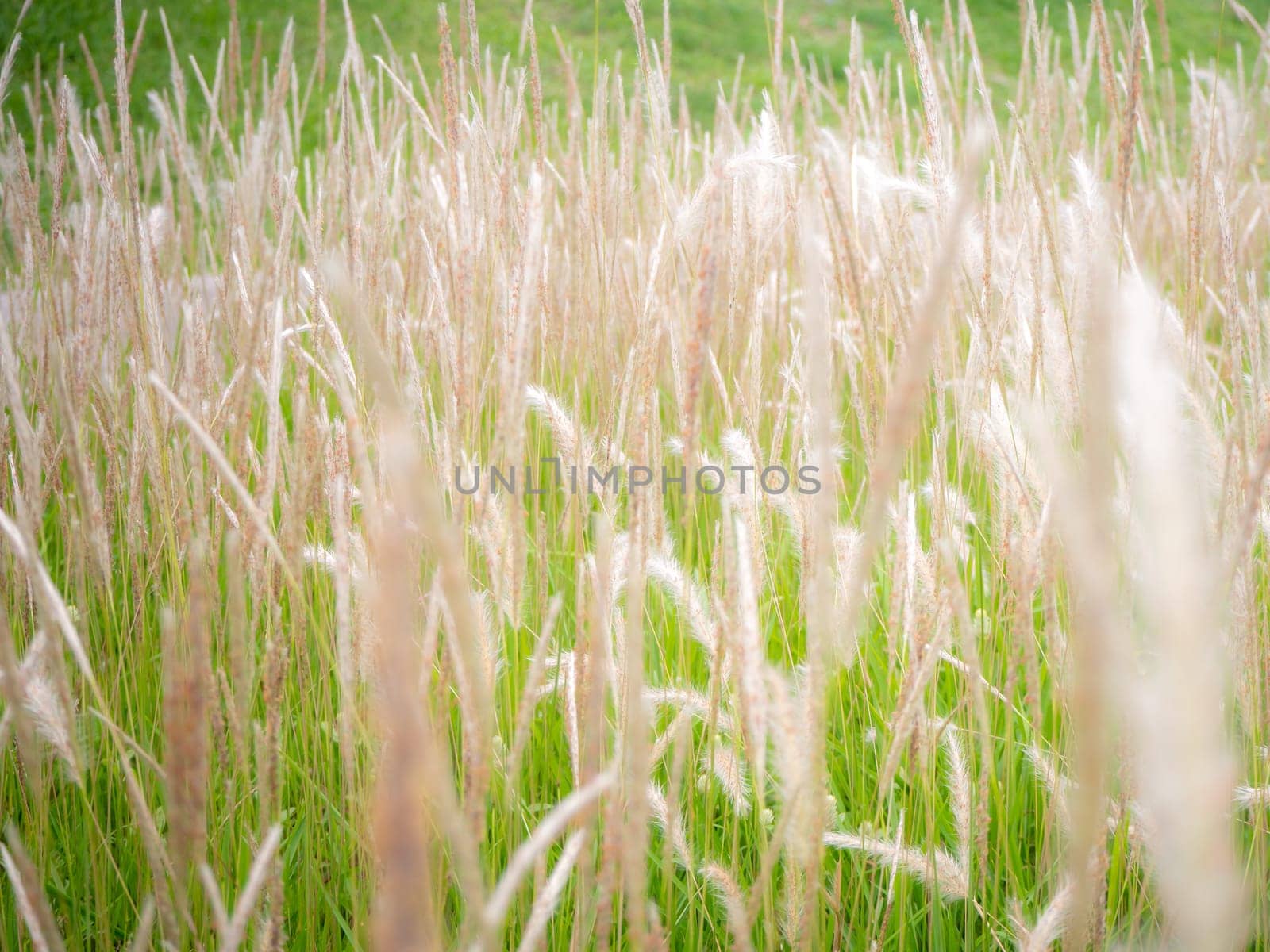 Wild blossoming grass in field meadow in nature for background