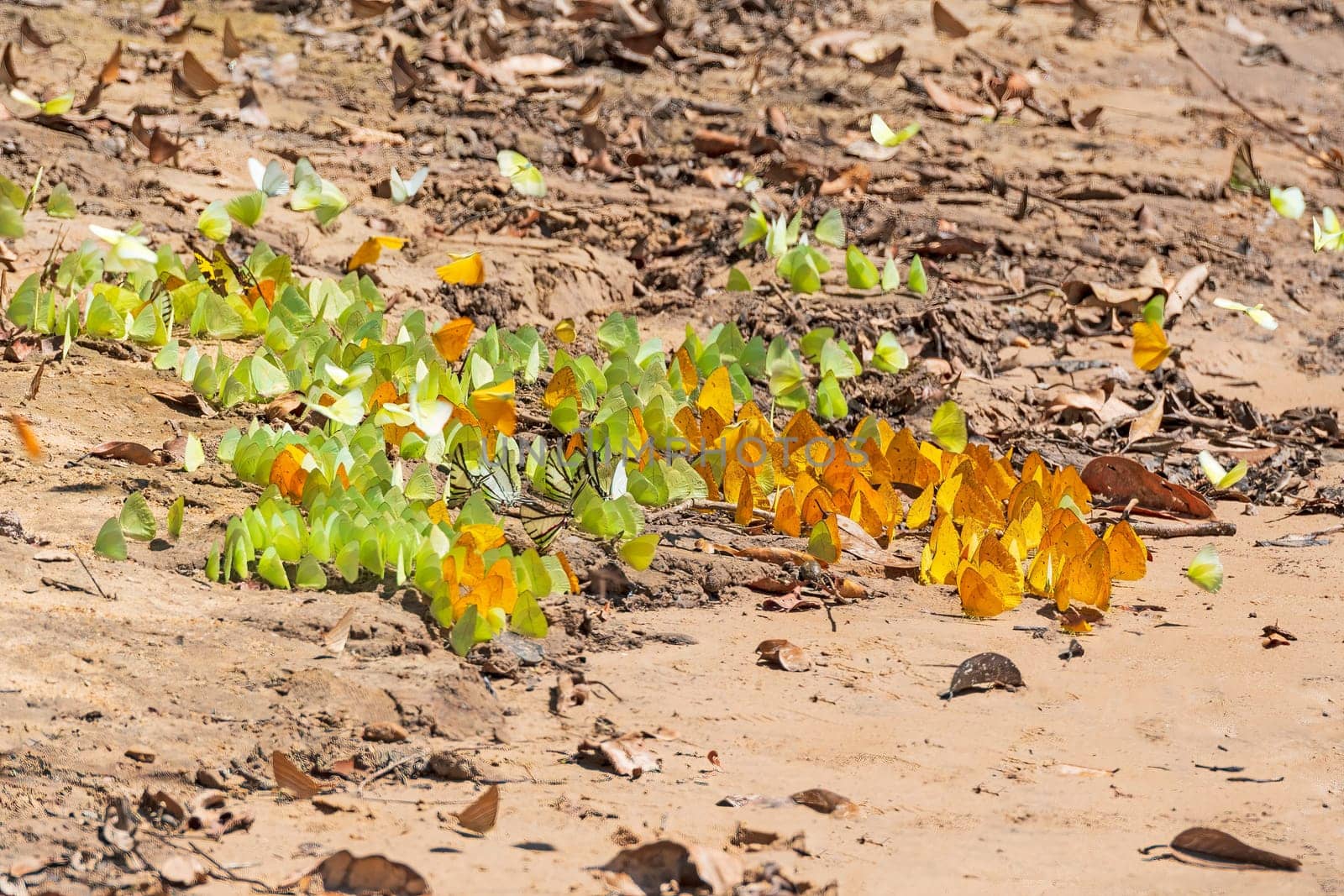 Swarm of Butterflies on a Rainforest River Bank on the Teles Pires River in Brazil