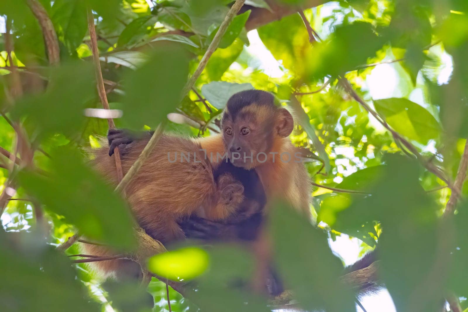 Young Capuchin Monkeys Hugging in the trees near Alta Floresta, Brazil