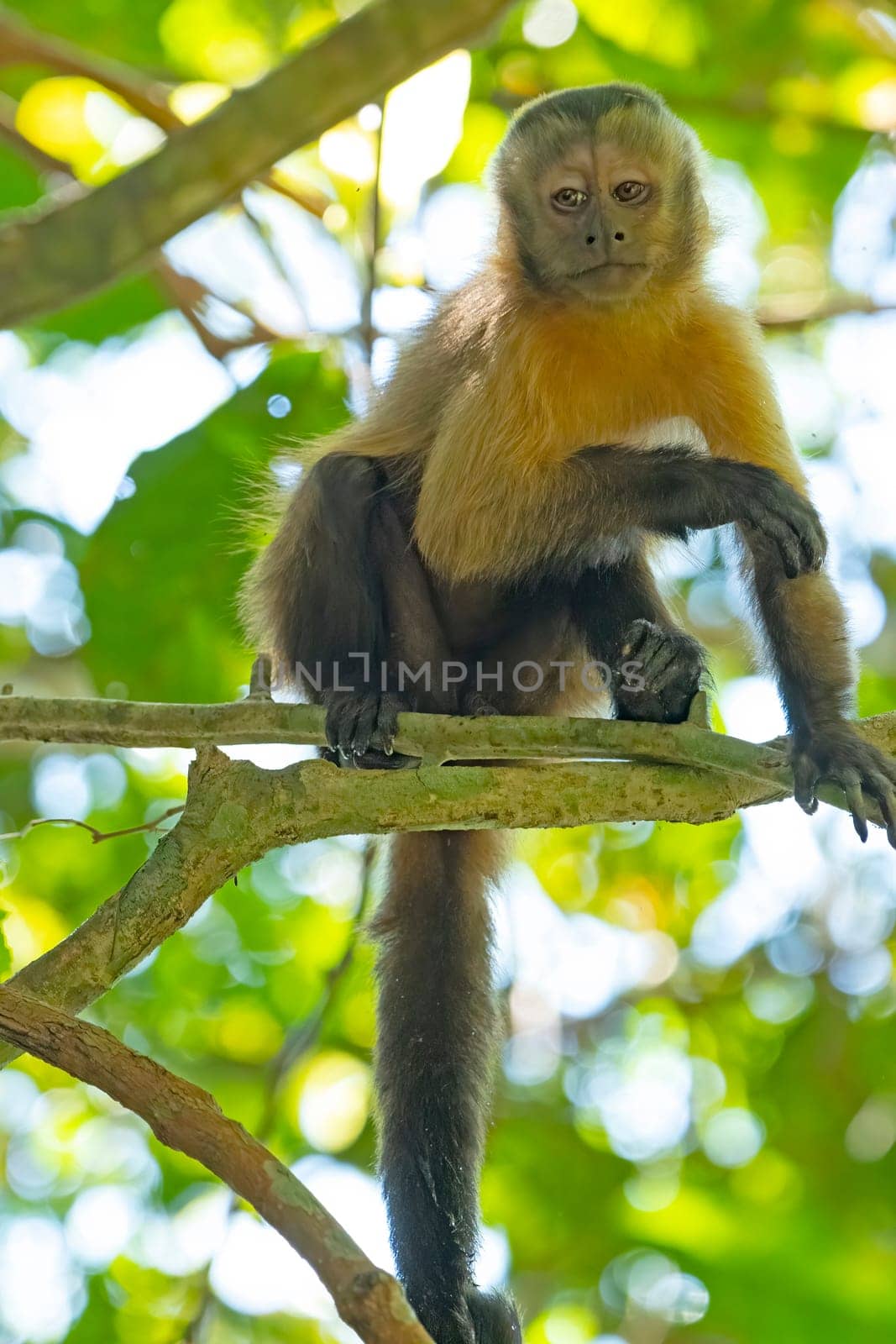 Young Capuchin Monkey in the Trees near Alta Floresta, Brazil