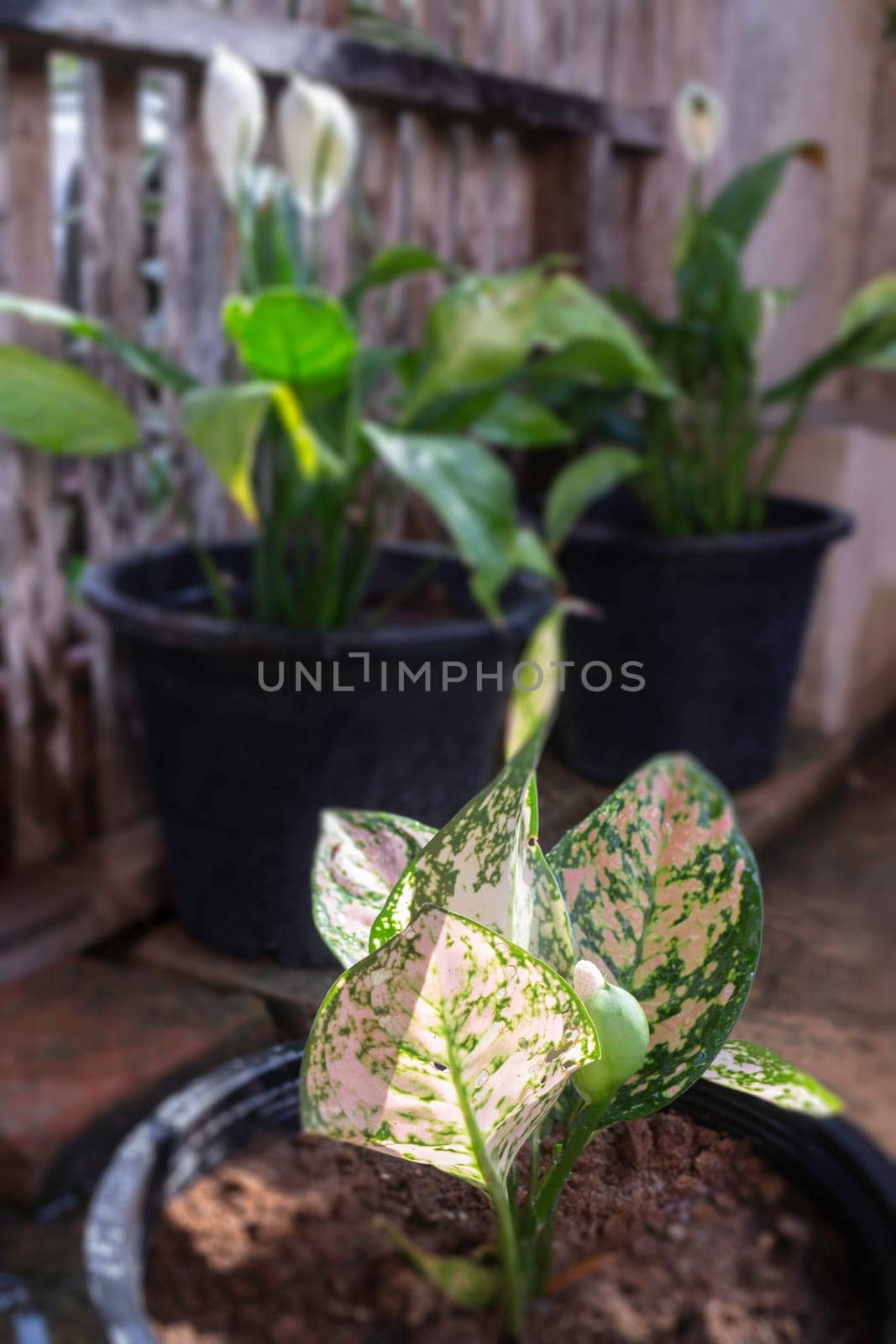 The Aglaonema modestum flower blooming, stock photo