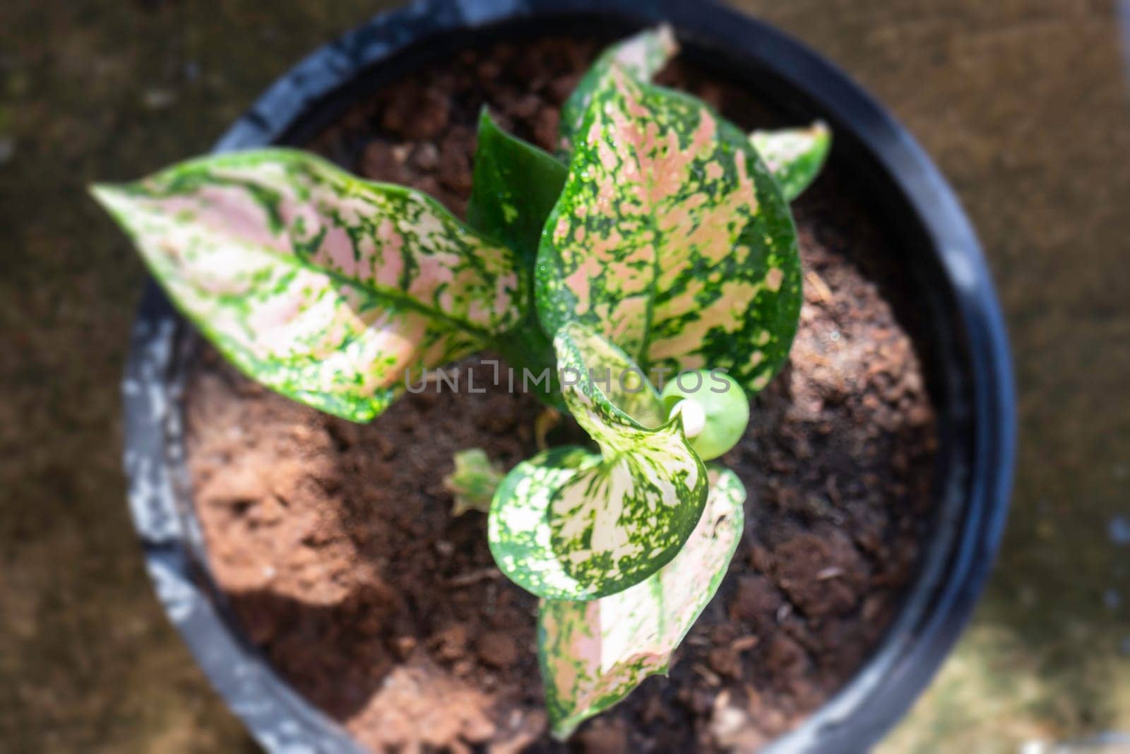 The Aglaonema modestum flower blooming, stock photo