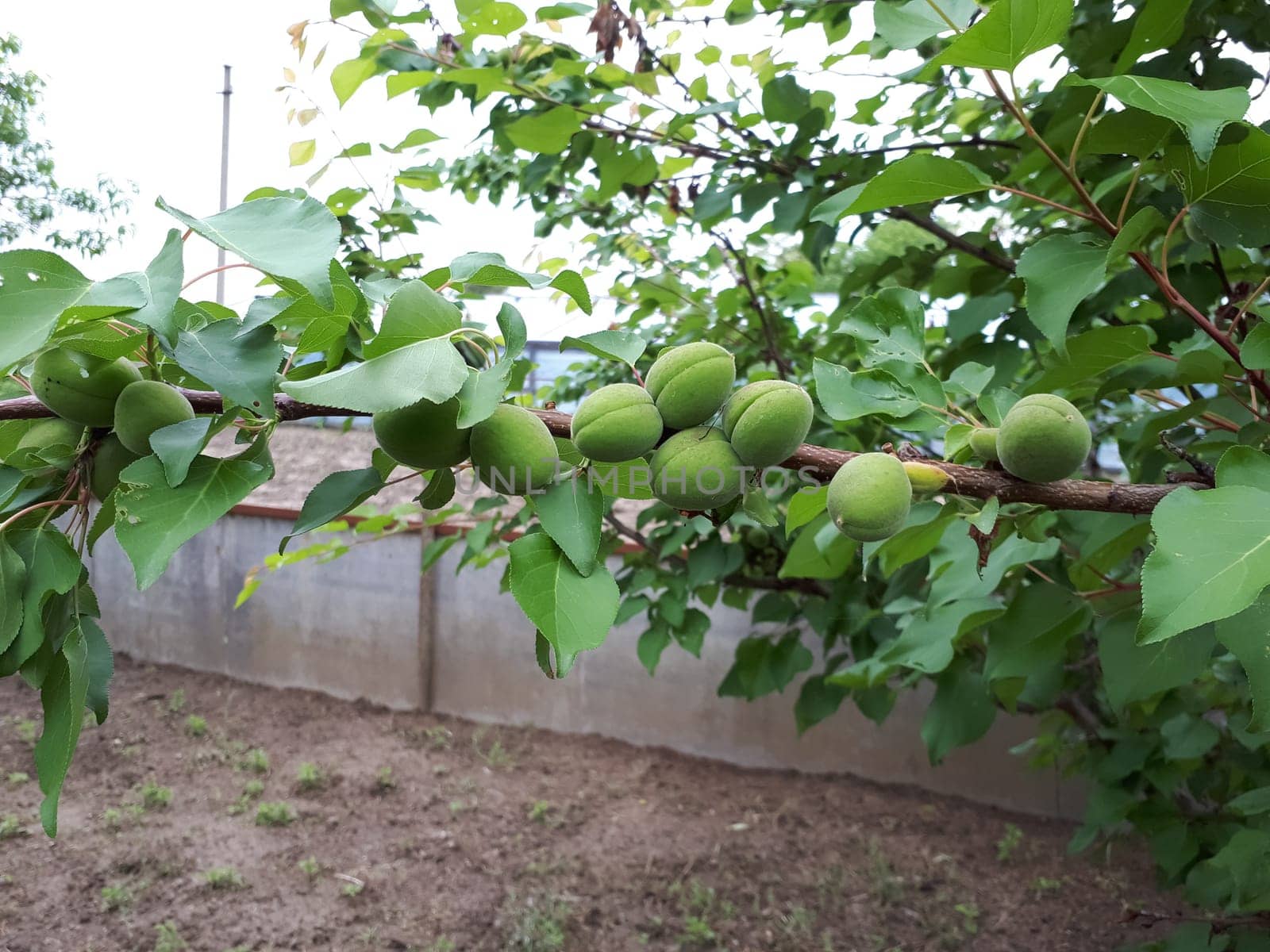 Immature apricot fruit on a branch. Apricot in the garden.
