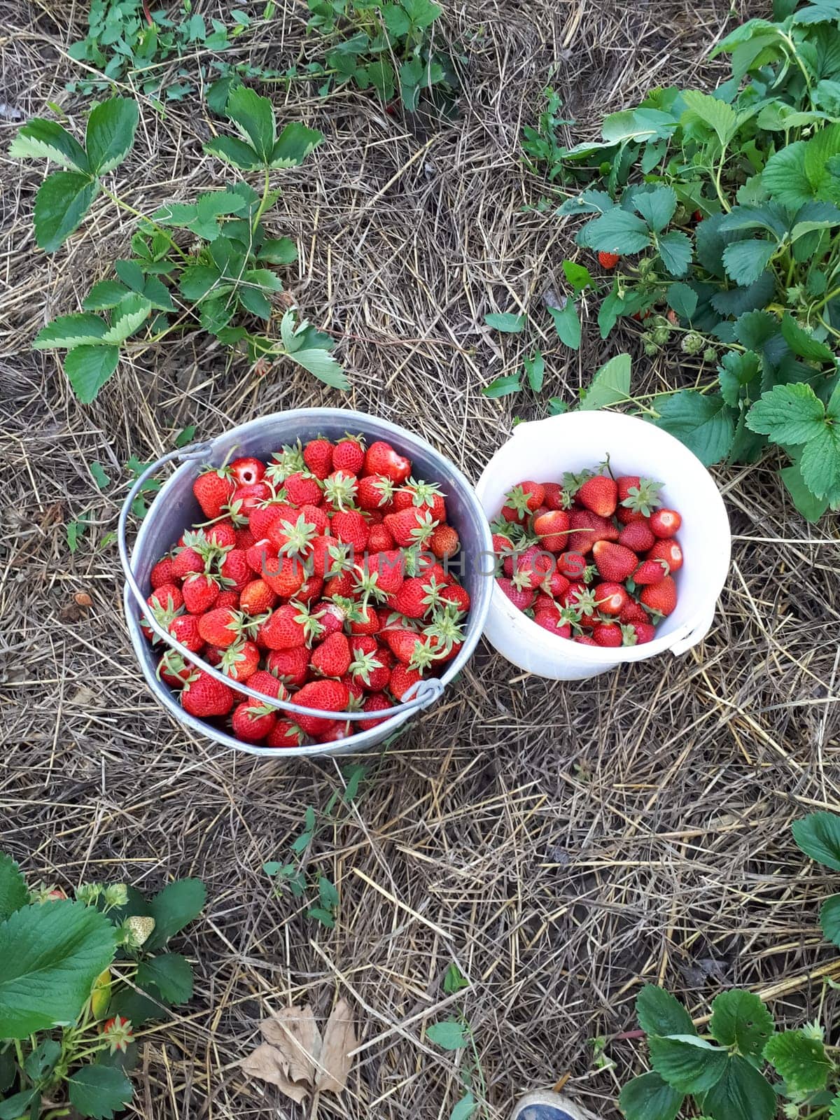 Strawberry berries in a bucket on a strawberry bed.