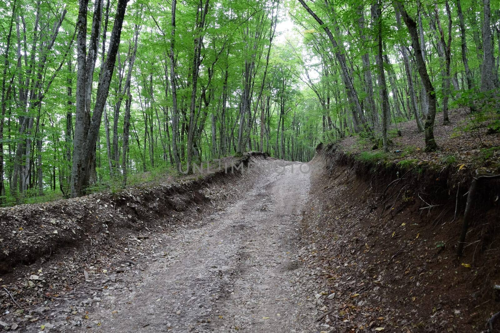 Mountain road in the forest. Shapsugsky forest.