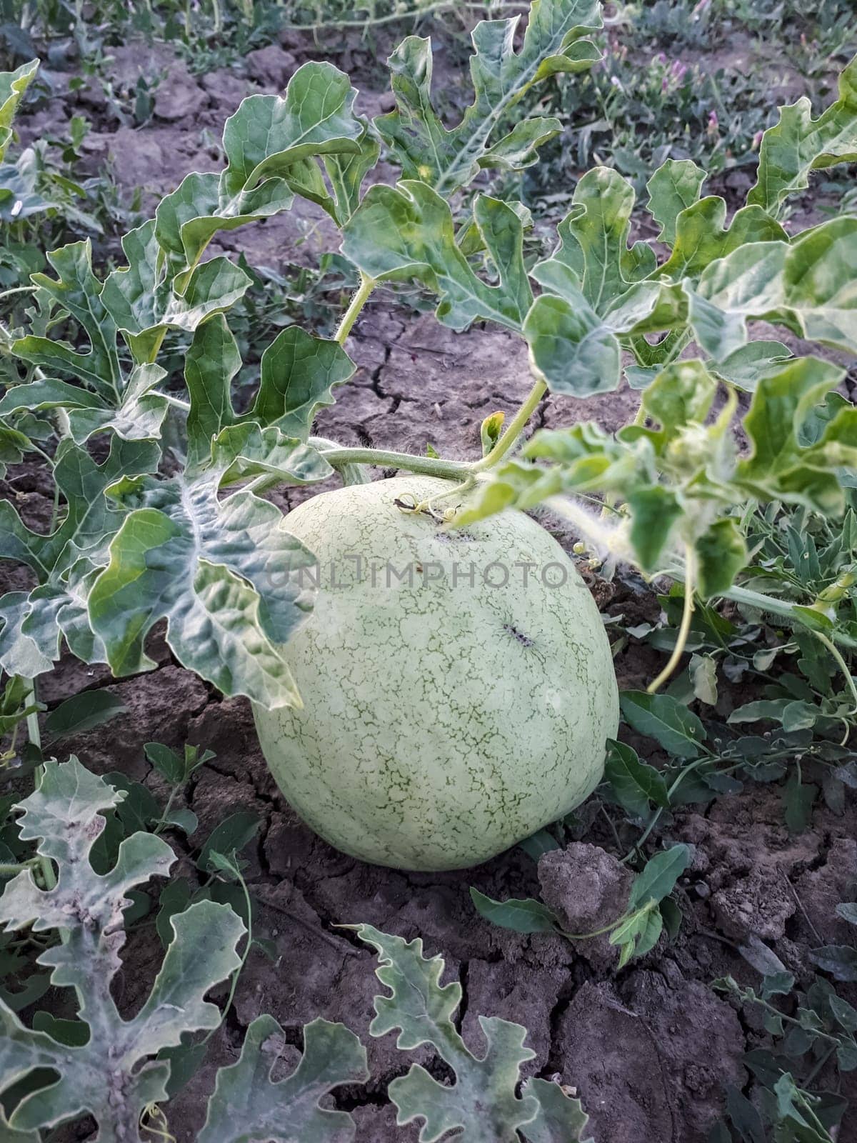 An unripe watermelon on the bed. White watermelon.
