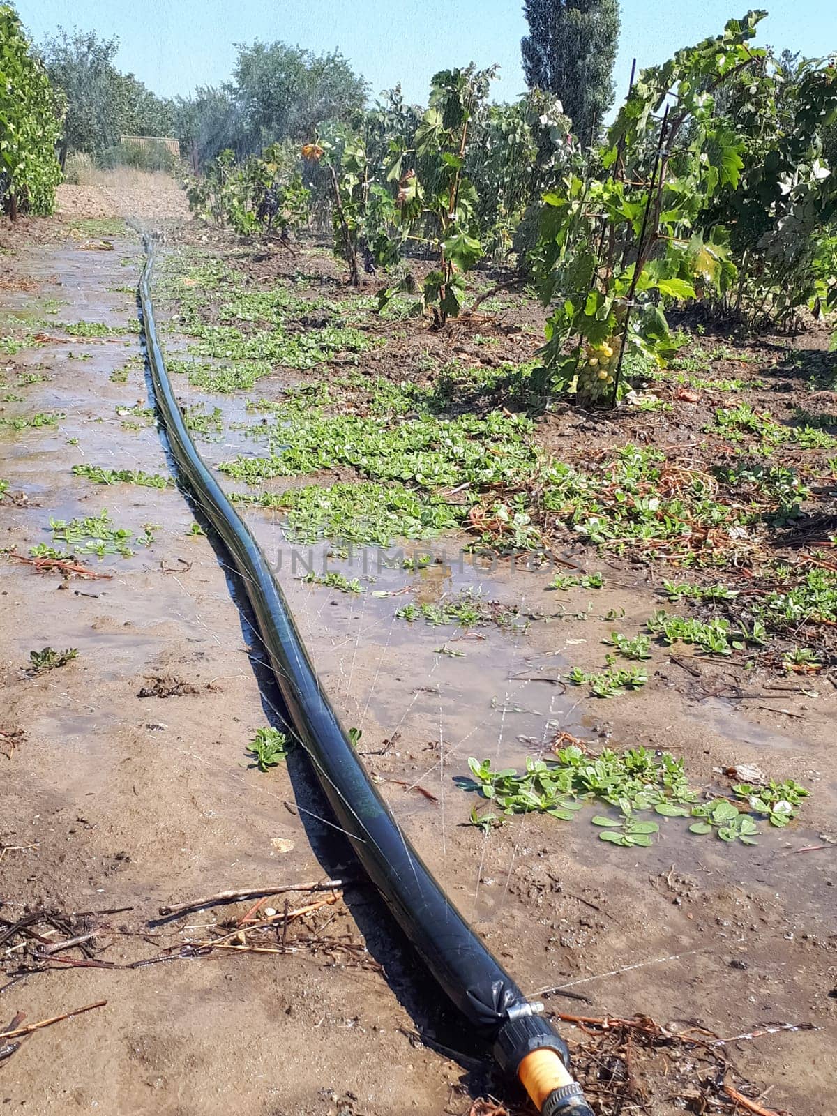 A holey watering hose in the garden. watering the garden into drought.